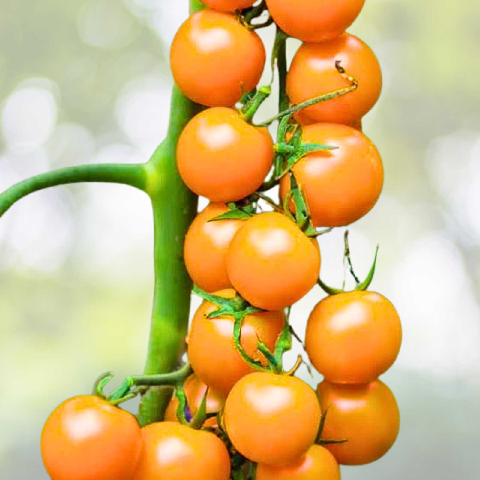 100pcs Yellow Cherry Tomato Seeds - Heirloom, Non-GMO, Super Sweet - Solanum lycopersicum