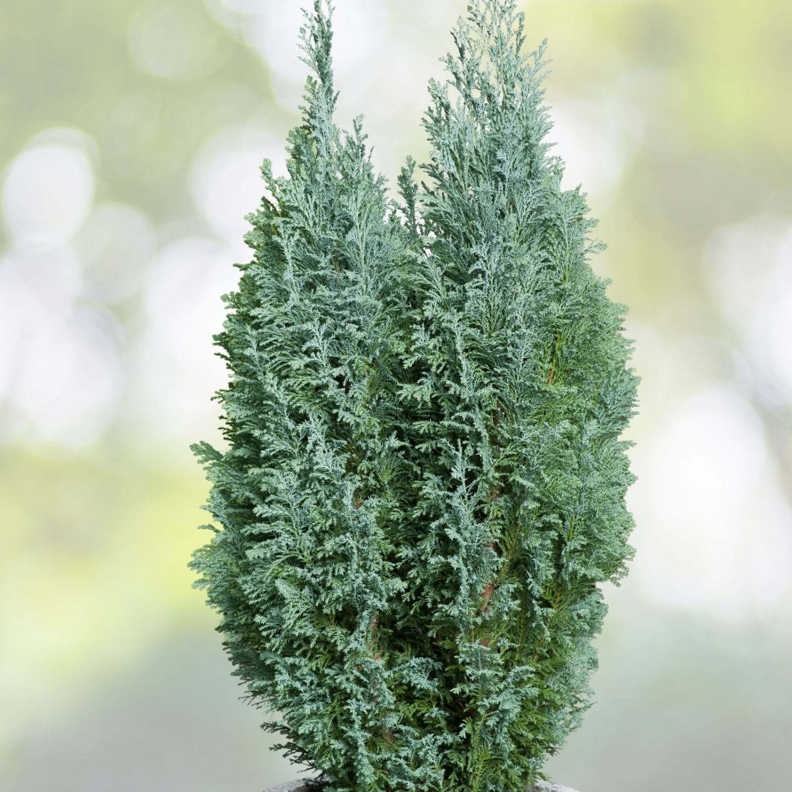 Port Orford Cedar Tree Seeds - 25+ Seeds, Chamaecyparis lawsoniana, Premium Quality