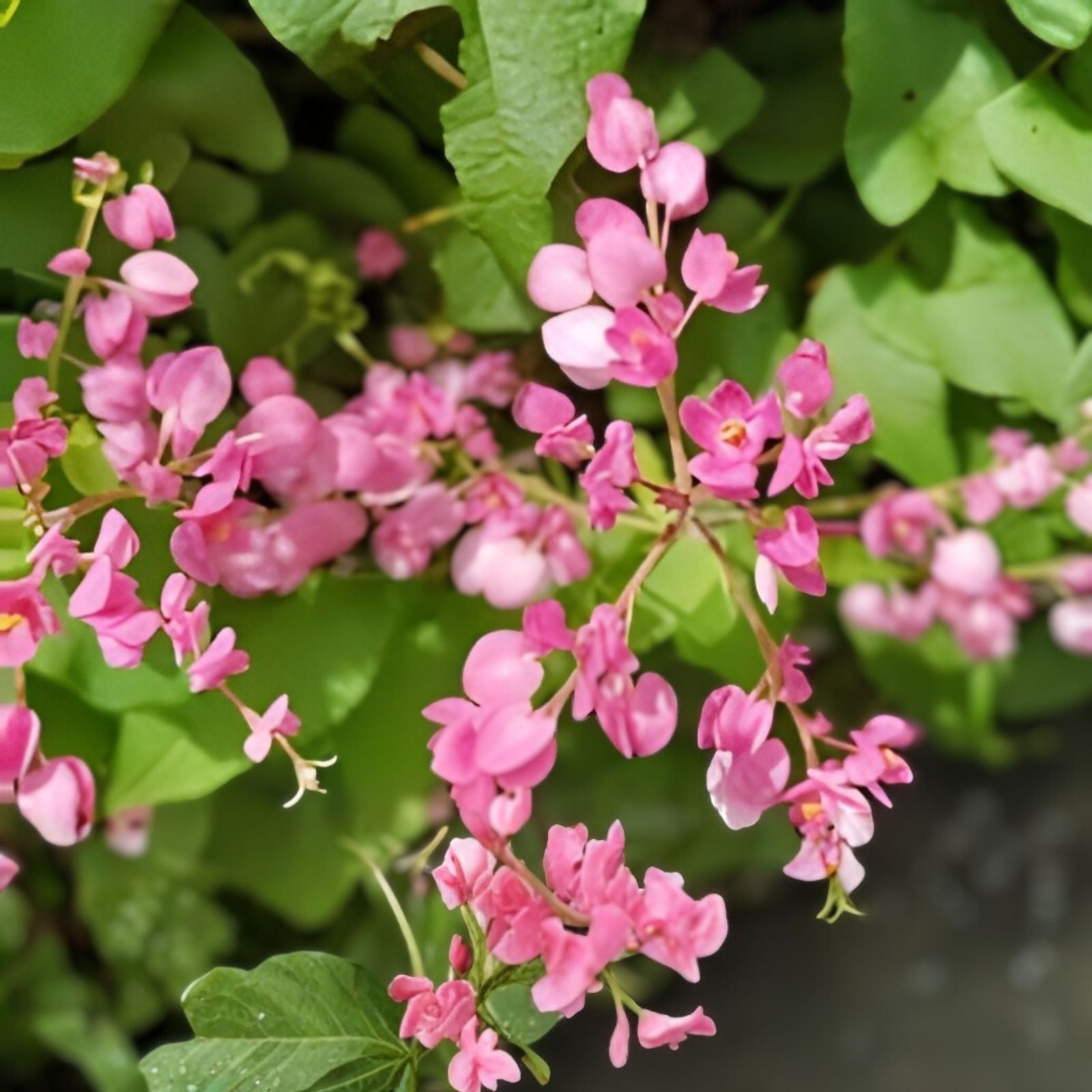 Pink Coral Vine Flower Seeds | Mexican Creeper | RARE Vining Plant | 5 Seeds | Antigonon leptopus