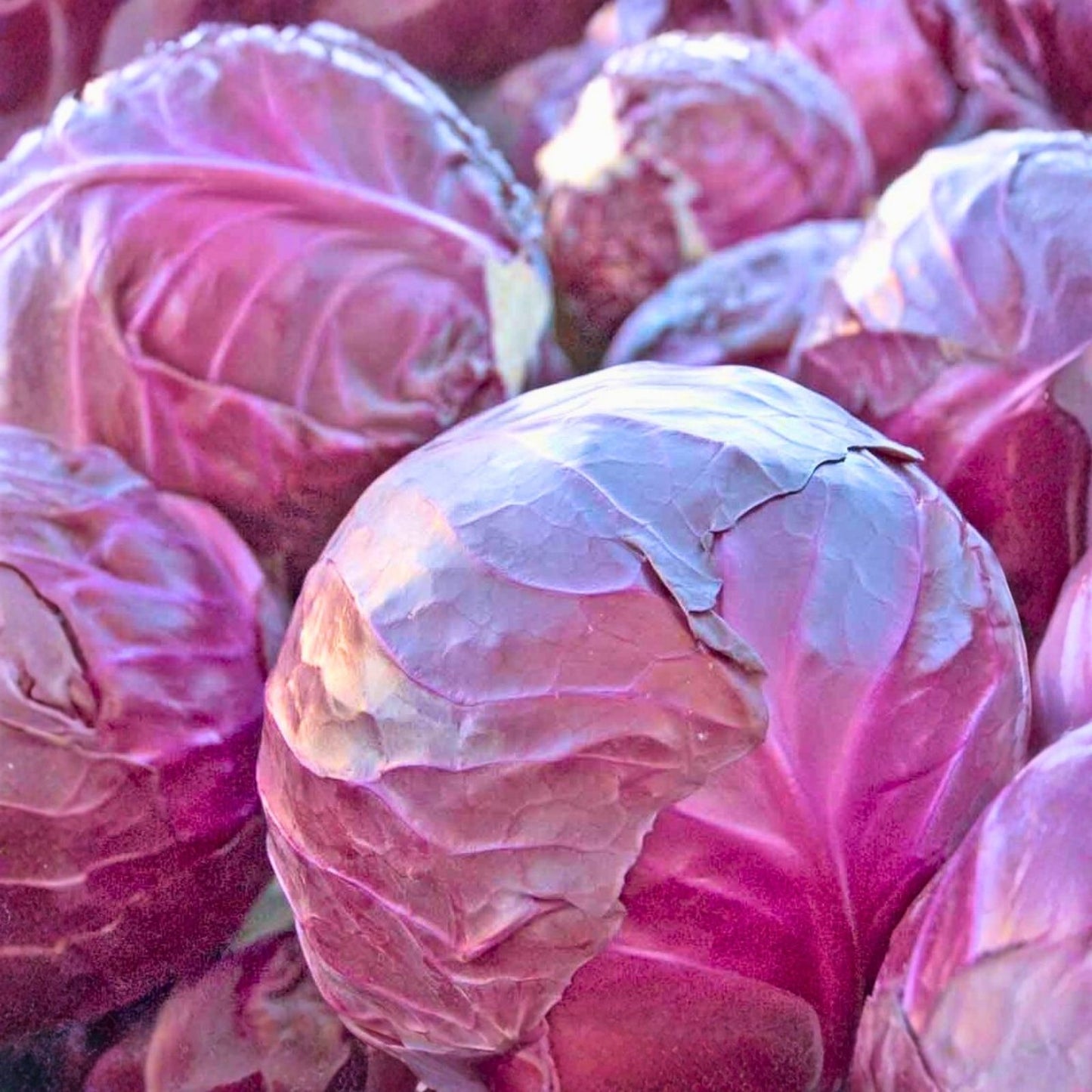 Red Acre Cabbage Seeds – 500+ Heirloom Non-GMO Vegetable Seeds for Garden – Brassica oleracea