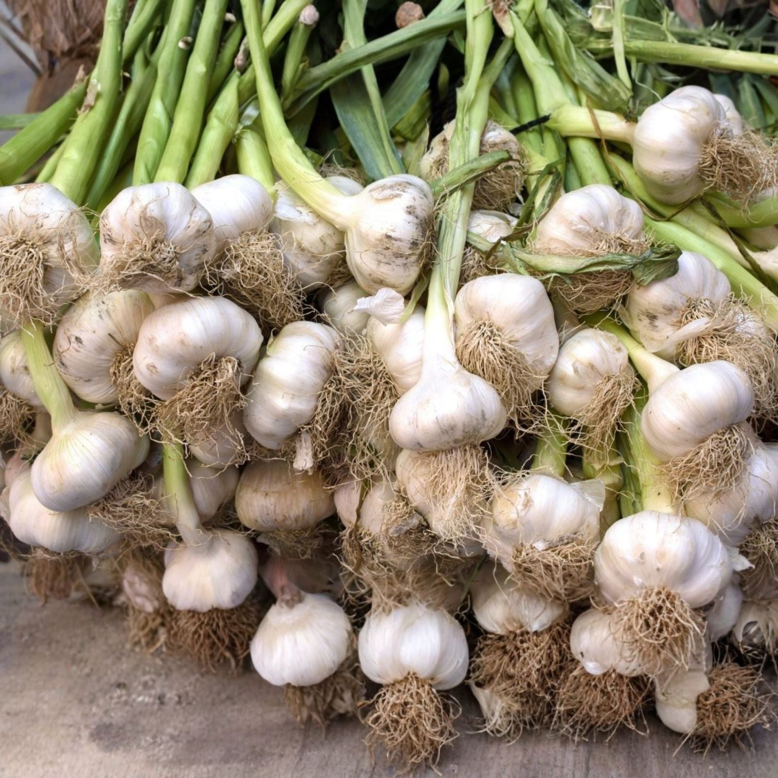 Fresh California Softneck Garlic Bulb 9 Ounces for Planting Allium sativum Organic Garlic Bulb