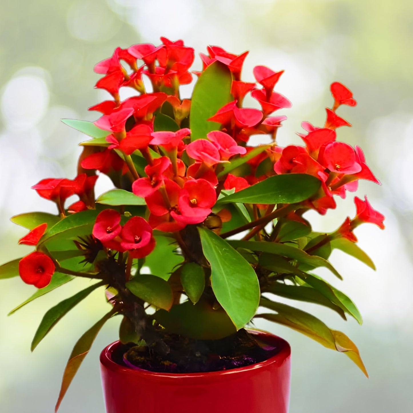Crown of Thorns Cutting - Bright Red Stem - Euphorbia milii - 1 Count Succulent Plant for Indoor Garden