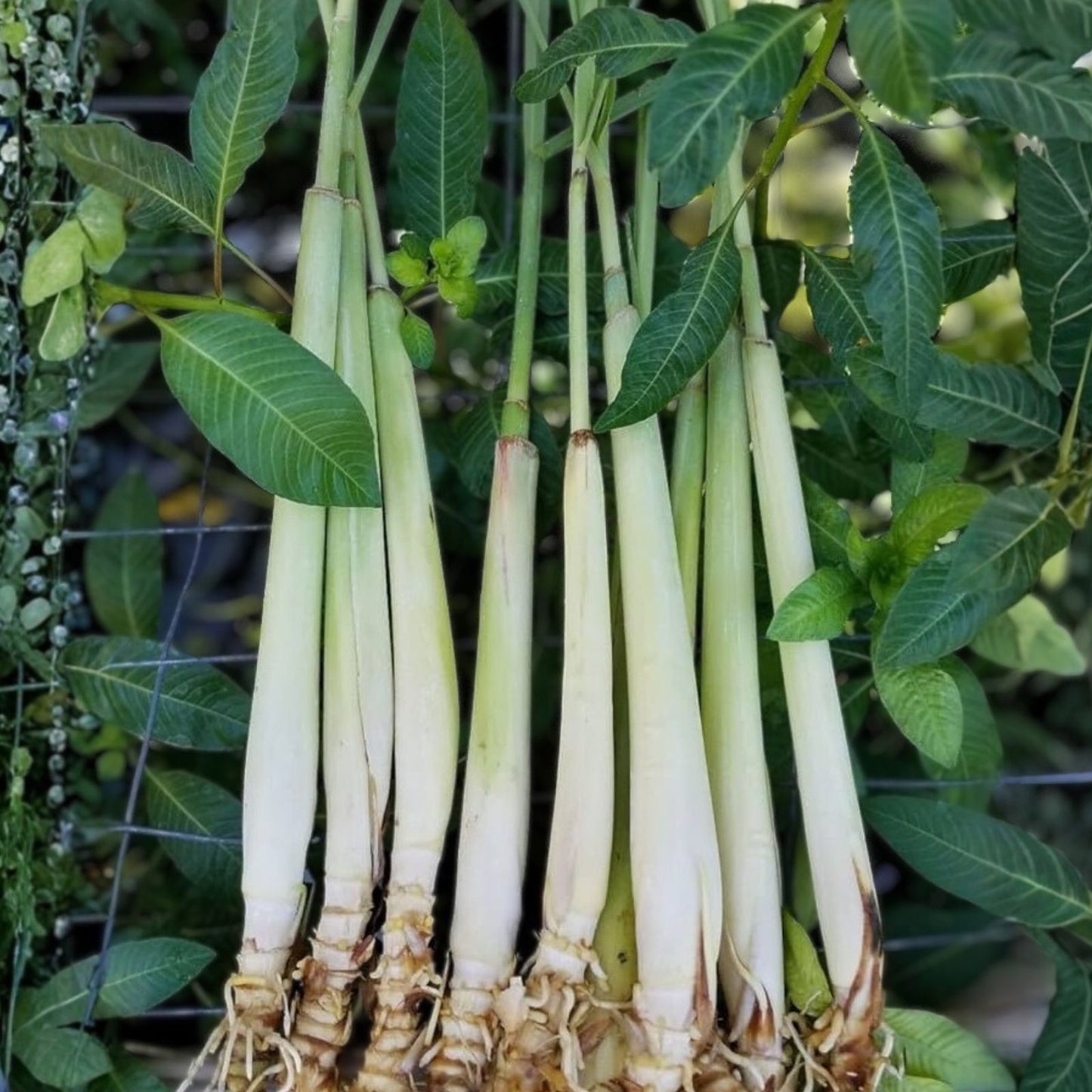 Lemongrass Stalks 5 Count – Mosquito Repellent, Cymbopogon citratus, Easy to Plant Citronella Herb