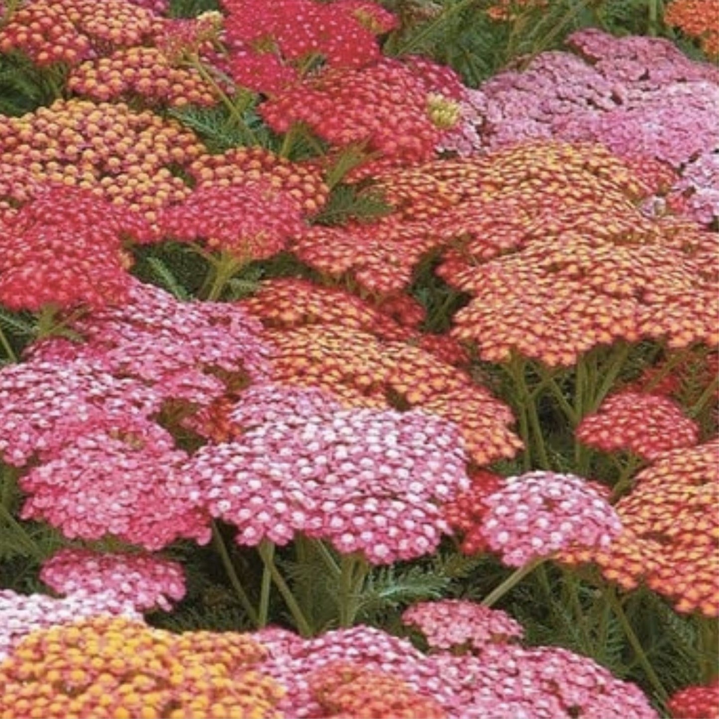 Yarrow Seeds for Planting - 50 Bright Color Achillea millefolium Flower Seeds for Garden Flowers