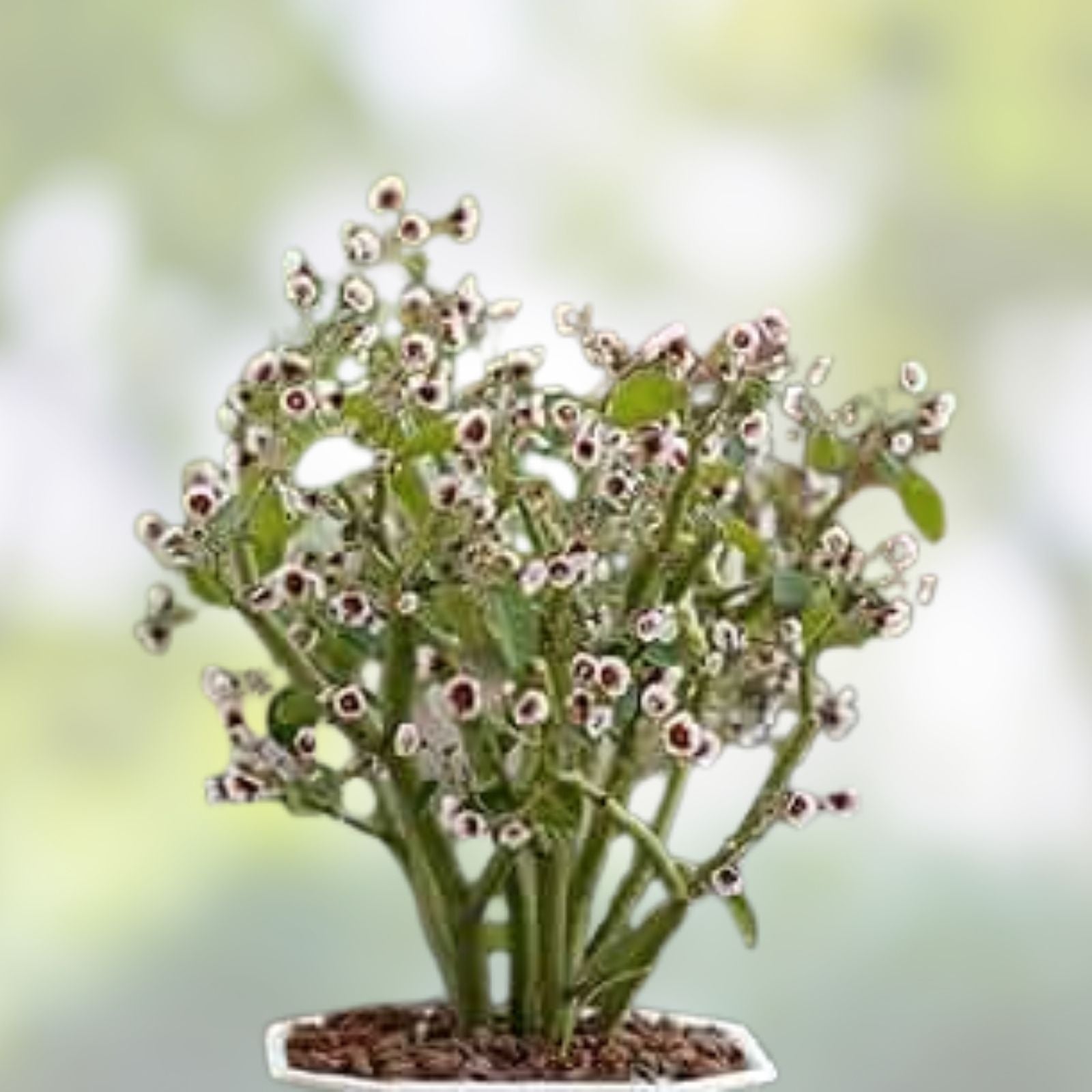 Rooted Euphorbia guiengola Cutting - 2" Succulent Bonsai Piece, Rare Indoor Plant, Unique Succulent, Live Plant for Gardening