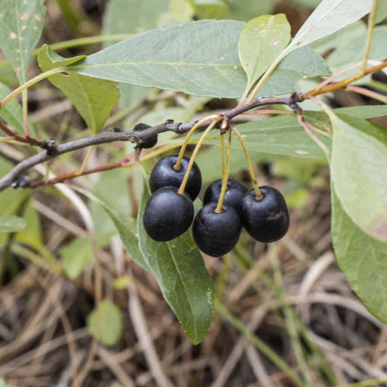 Western Sand Cherry Seeds - 6 Seeds - Rare Prunus Besseyi for Landscaping or Bonsai - Drought Tolerant Ornamental Plant