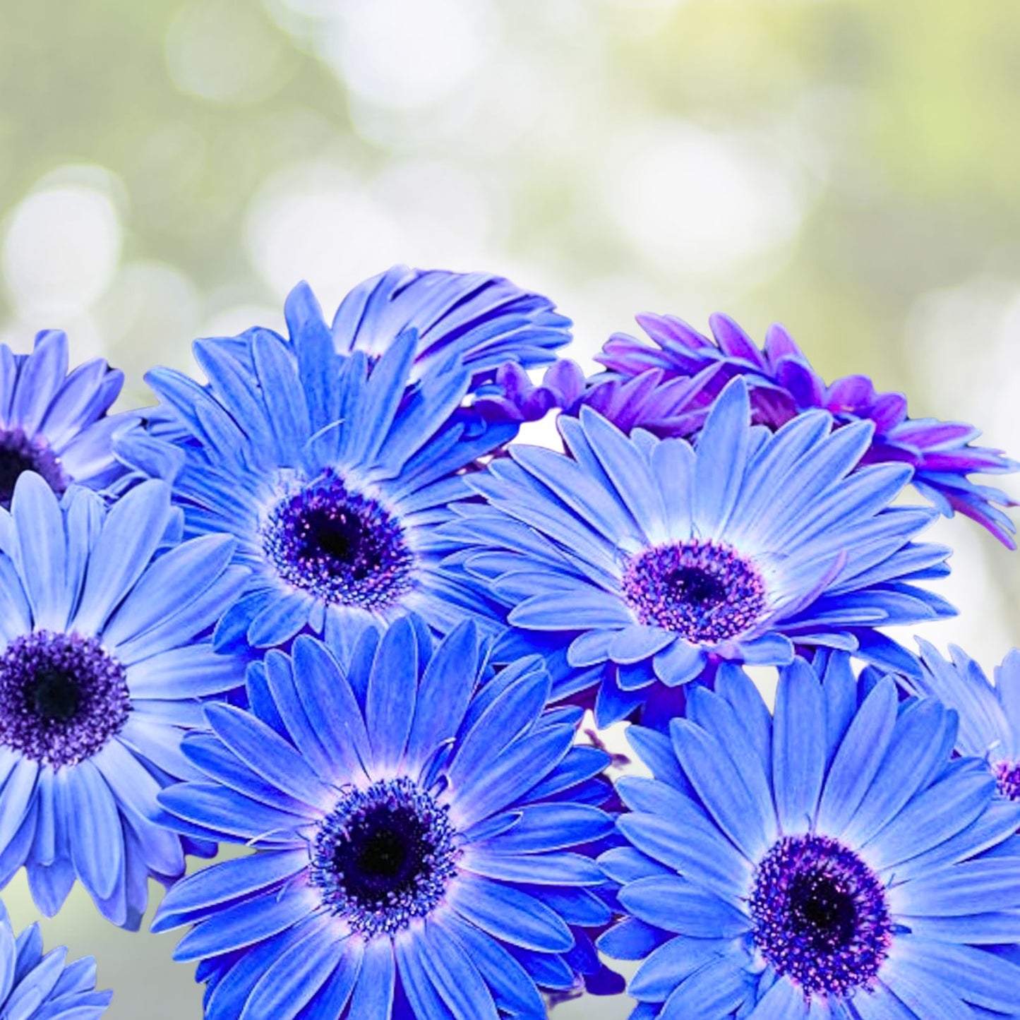 Blue Daisy Plant - 8” Pot - Perennial Big Blooming Flower - Asteraceae (Felicia amelloides)