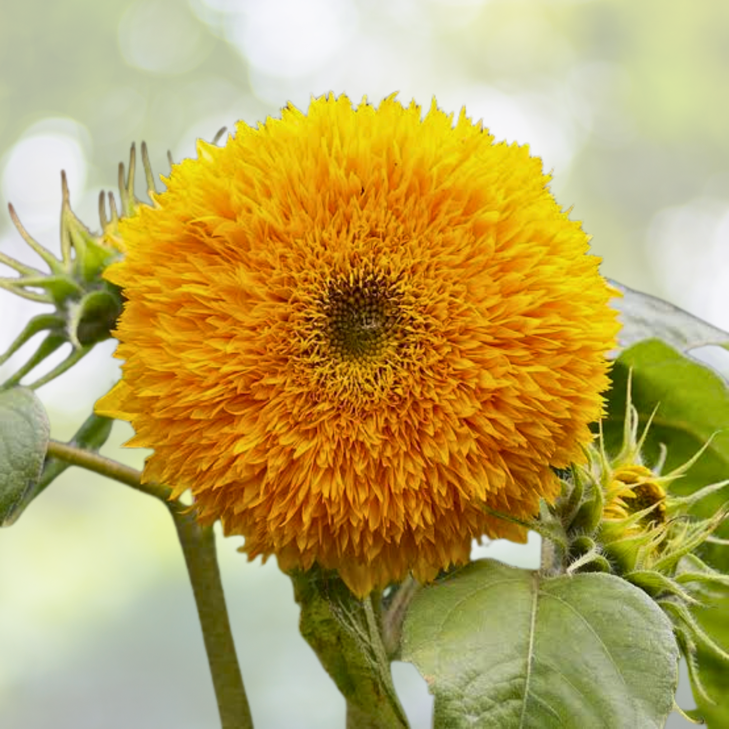 50pcs Giant Teddy Bear Sunflower Seeds - Rare Yellow Non-GMO Heirloom - Helianthus annuus