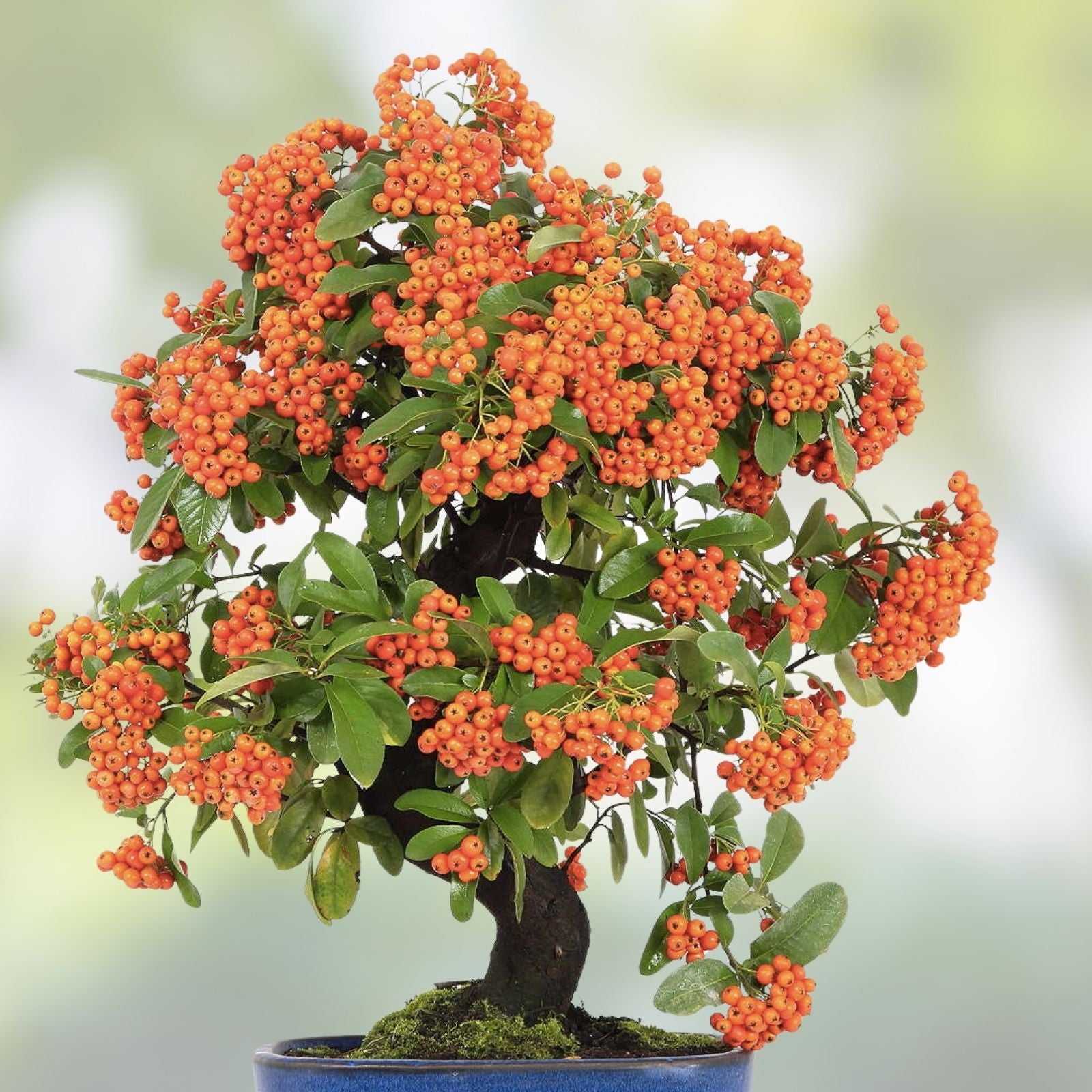 Orange Firethorn Bonsai Tree Seeds - 30 Seeds - Pyracantha Orange Variegated - Drought Tolerant, Evergreen, Garden Plant