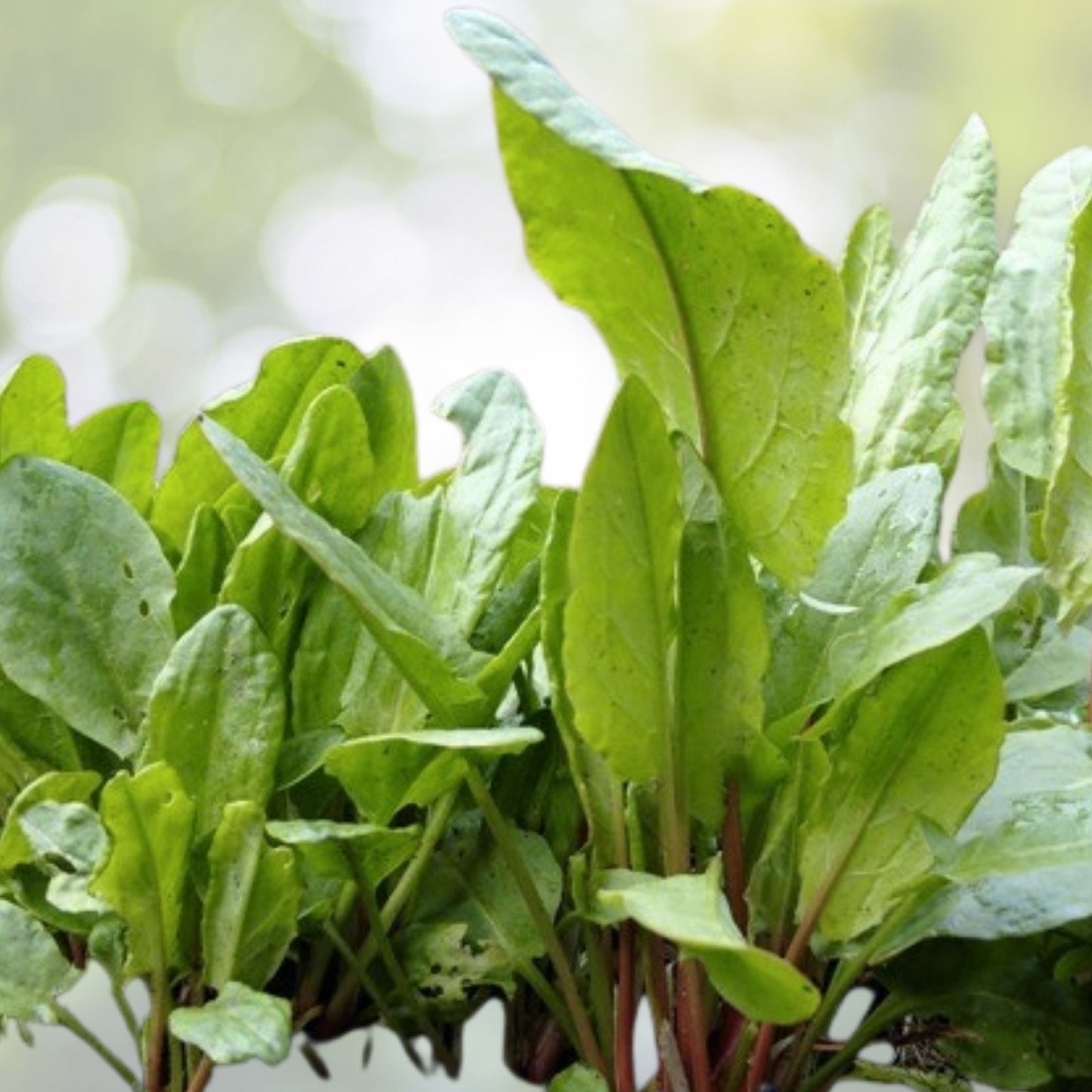 BROAD LEAF SORREL Seeds 1000+ Non-GMO Heirloom Herb (Rumex acetosa) - Culinary Garden Planting