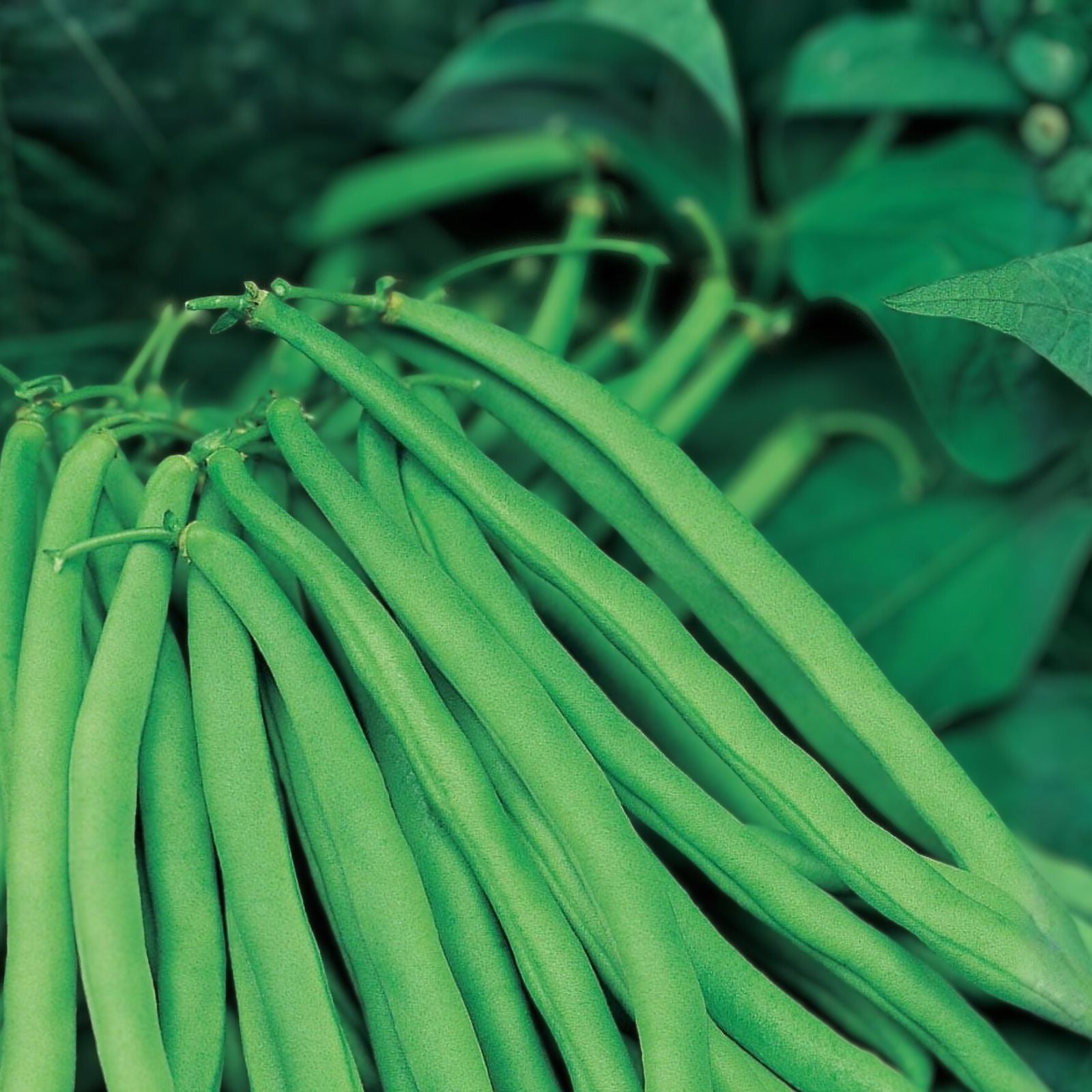 Slenderette Bush Bean Seeds 20+ Non-GMO Phaseolus vulgaris Great Tasting Variety Vegetable Seeds