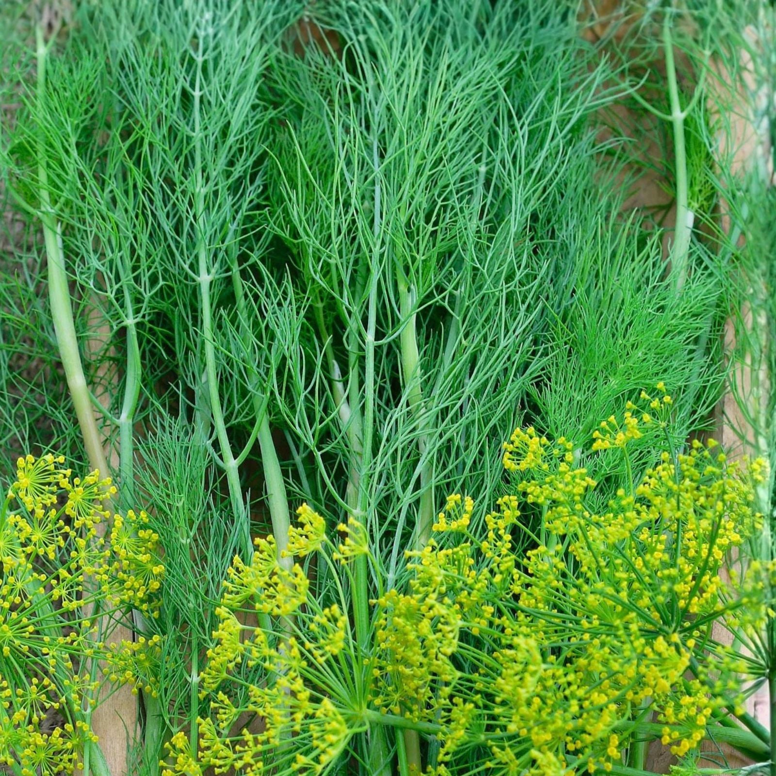 Dill Seeds 100 Pack - Heirloom Non-GMO Spice Seeds - Anethum graveolens - Aromatic Herb for Cooking and Gardening