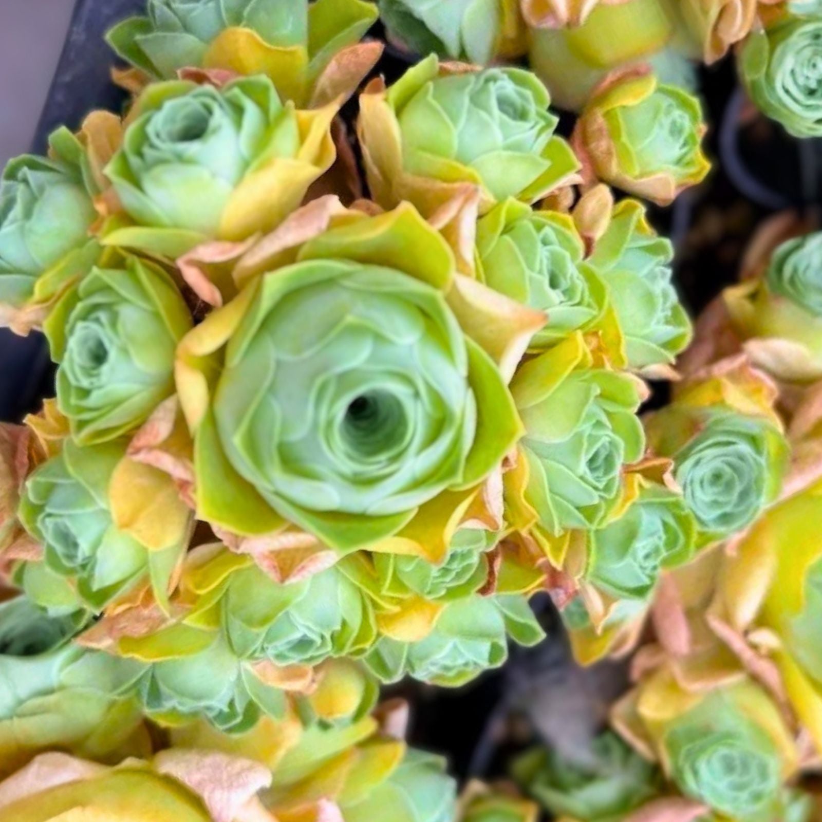 Rare Aeonium Cuttings 3” Variegated Medusa Succulent - Unique Indoor Plant, Drought Tolerant, Exotic Greenery (Aeonium)