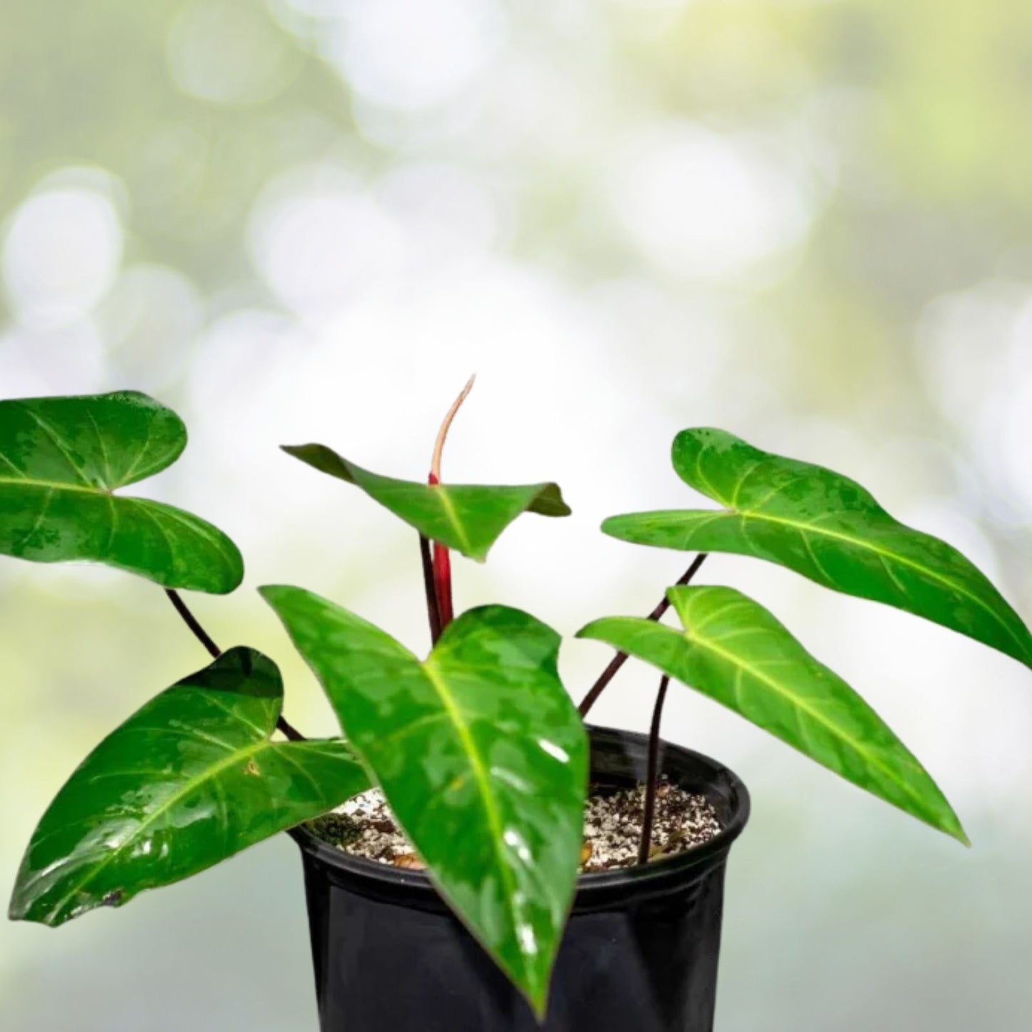 Philodendron Plant 8" Pot Red Emerald | Philodendron erubescens | Easy Care Indoor Houseplant for Home Decor