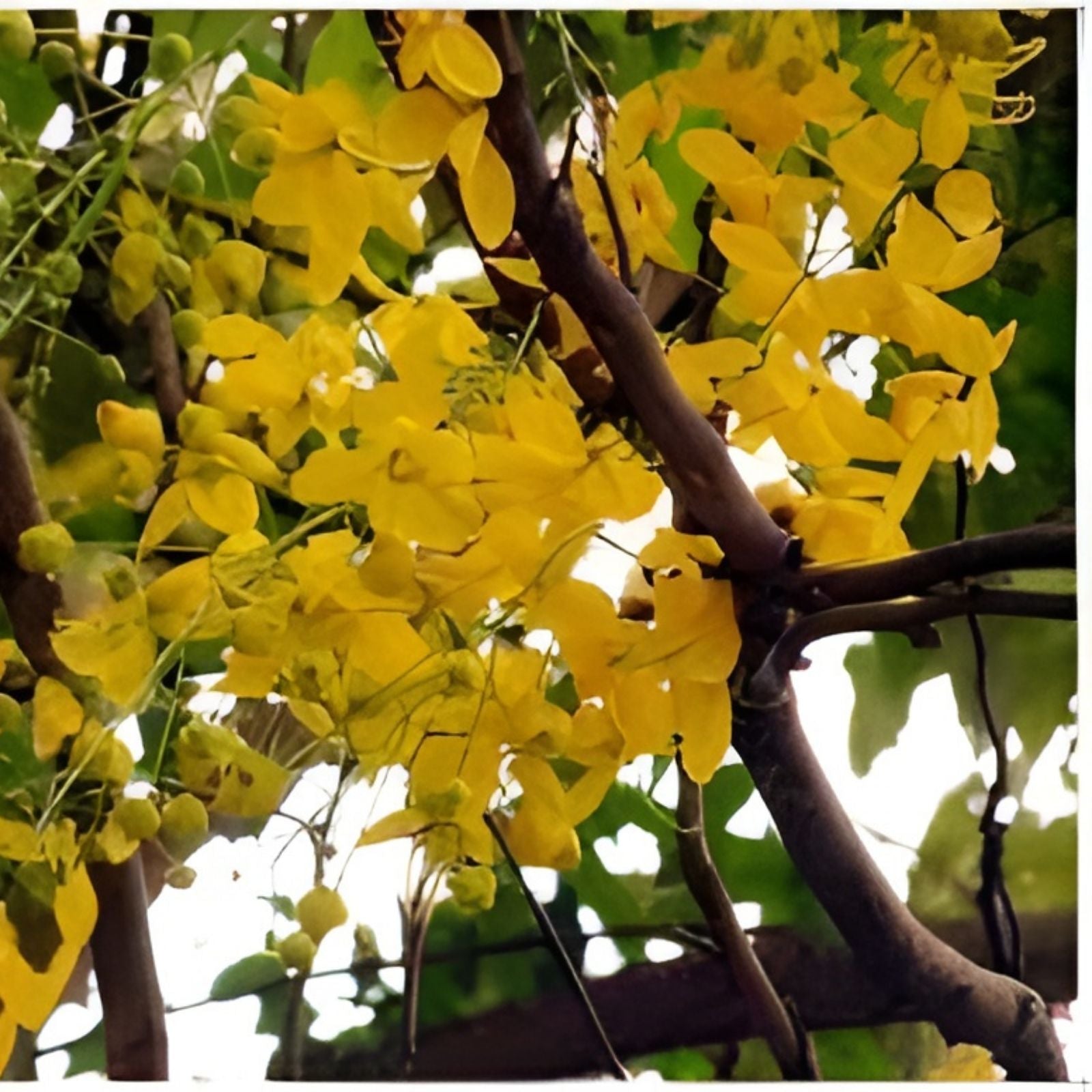 Golden Shower Tree Seeds 10 Pack - Cassia fistula - Bright Yellow Blooming Tree for Planting
