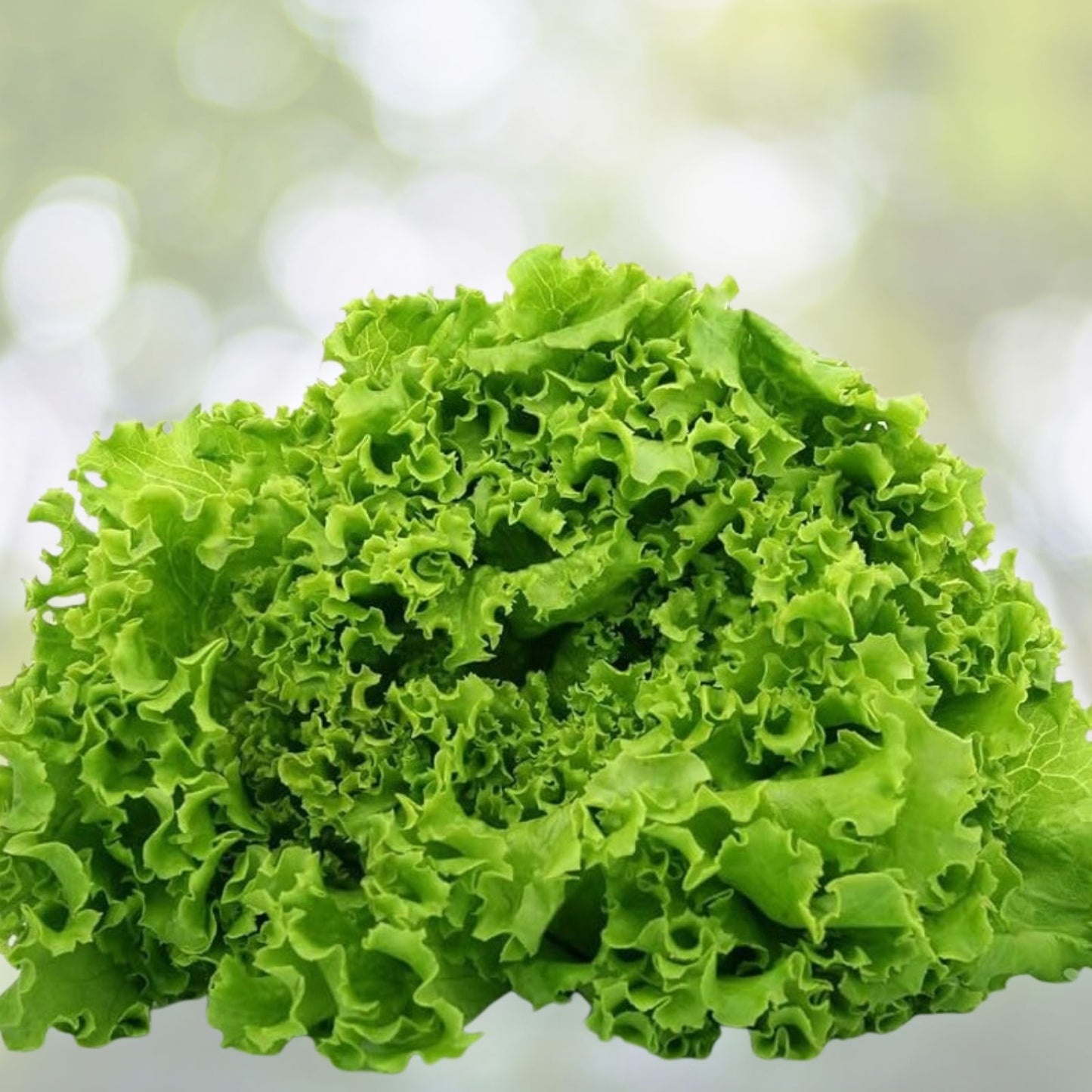 Heirloom Lettuce Seed Collection 4 Varieties Non-GMO Organic Seeds for Gardening Lactuca sativa