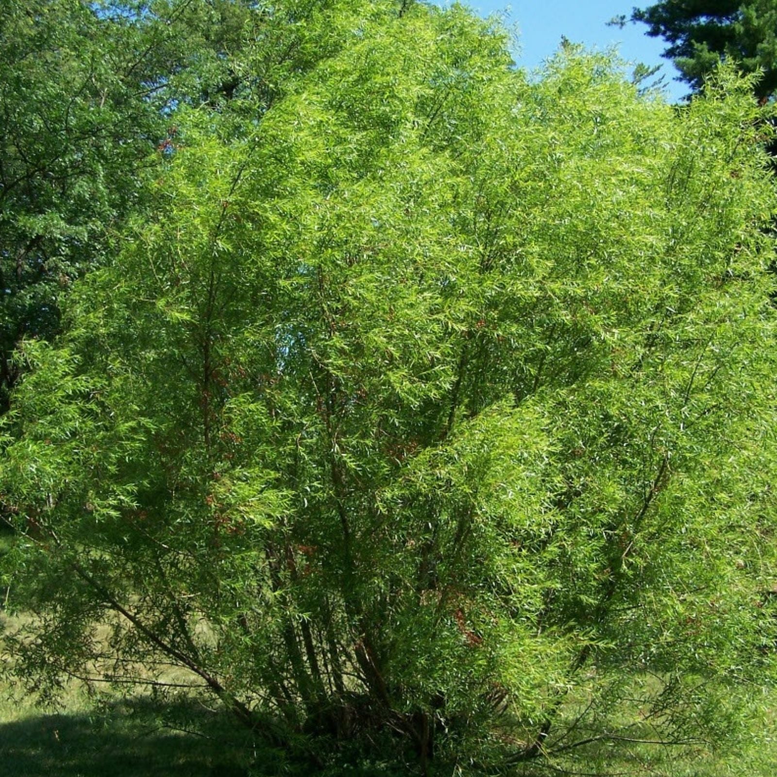25 Unrooted Black Willow Cuttings for Rooting | Salix Nigra Ornamental Privacy Plant