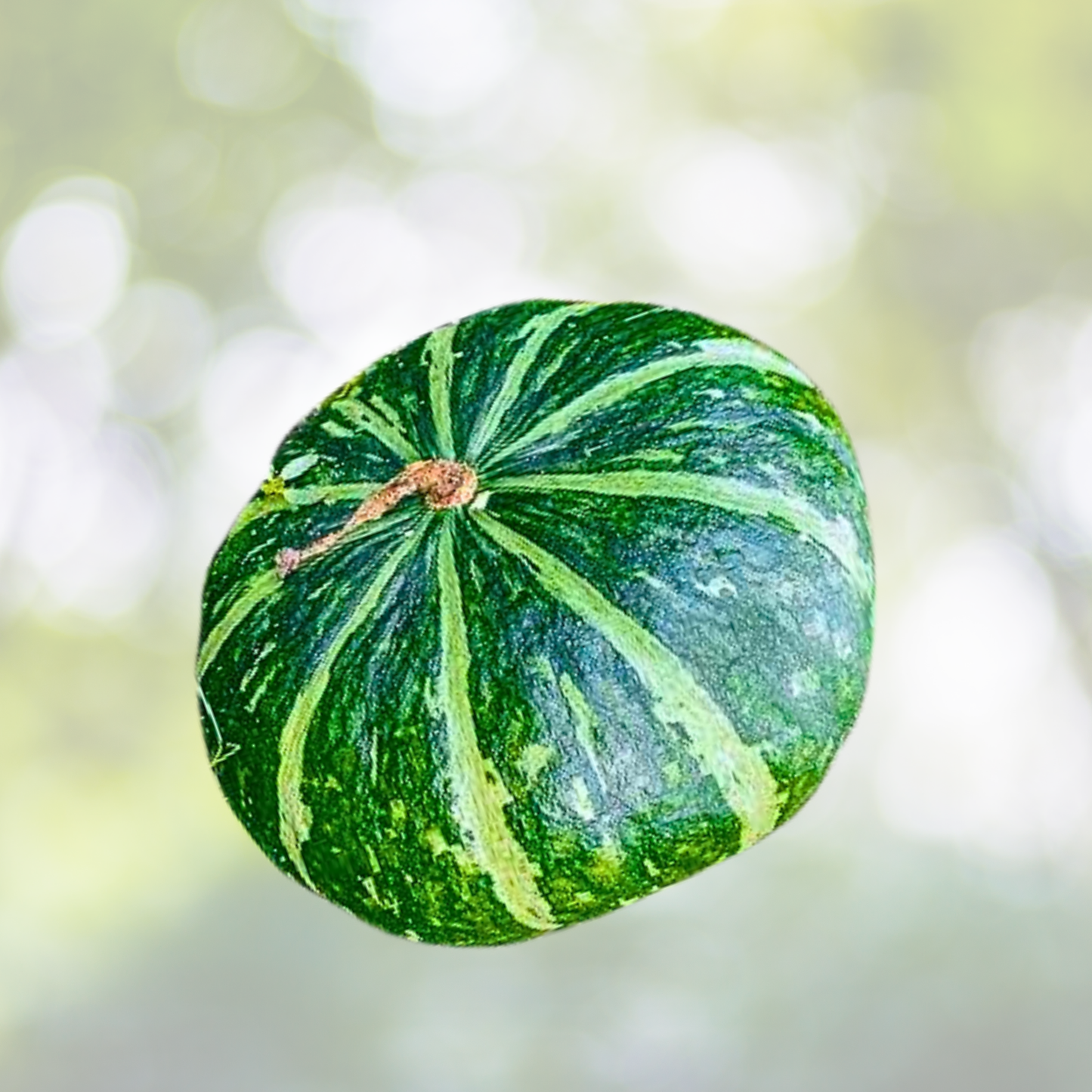 Kabocha Squash Seeds - 15pcs Japanese Green Pumpkin Variety for Outdoor Vegetable Gardening - Cucurbita maxima