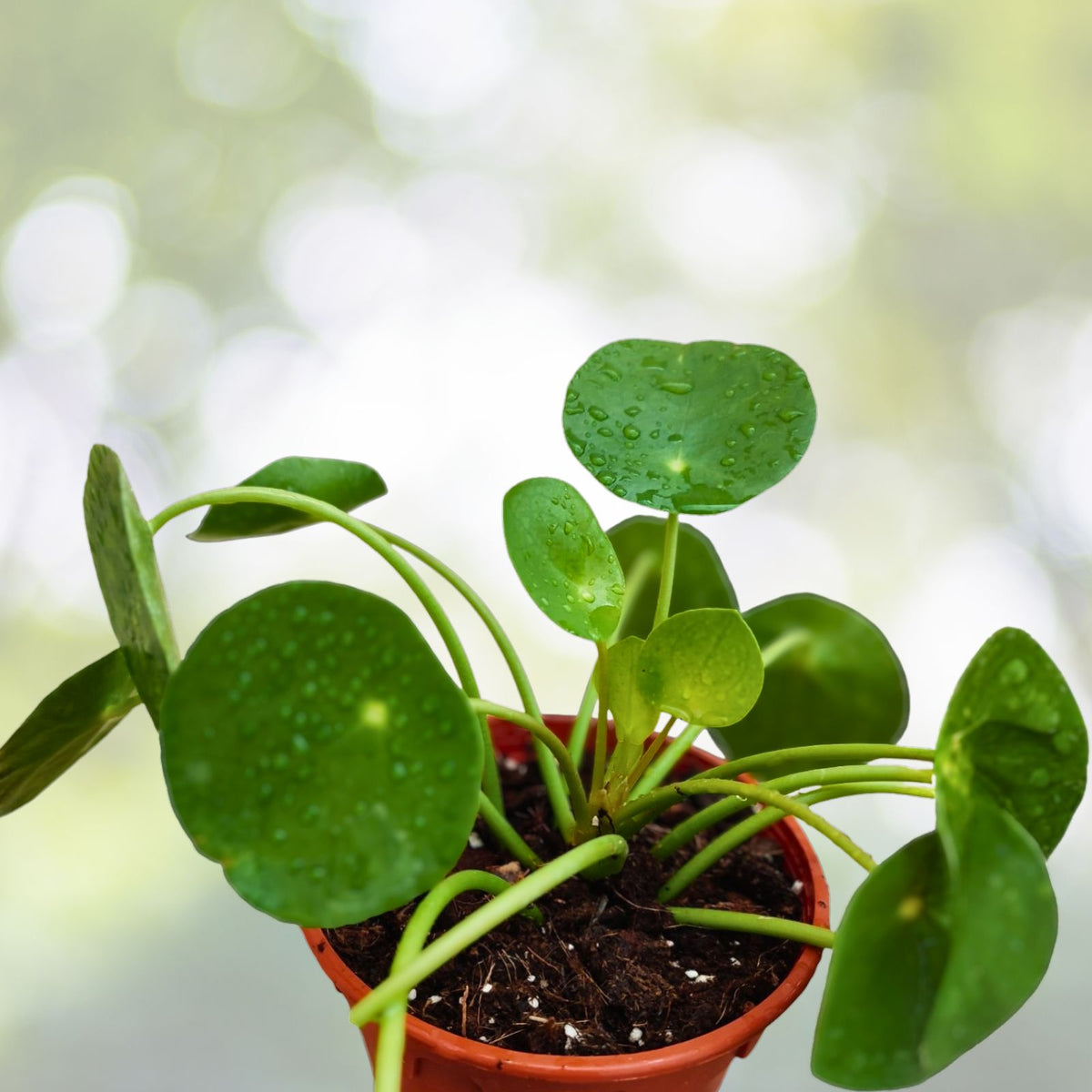 4" Live Chinese Money Plant - Pilea Peperomioides - Round Leaves - Easy Care Indoor Houseplant