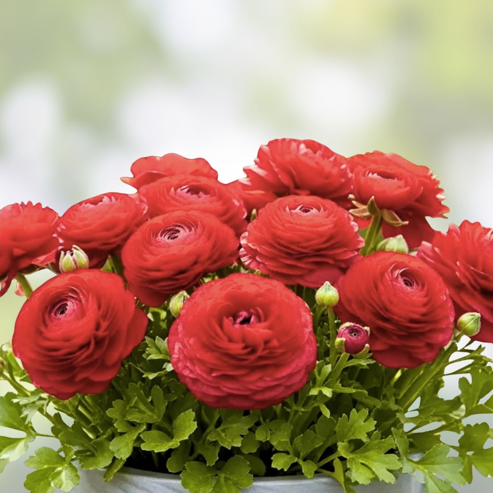 Red Ranunculus Bulbs for Planting – 10 Flowering Bulbs – Ranunculus asiaticus – Bright Red Color, Easy to Grow