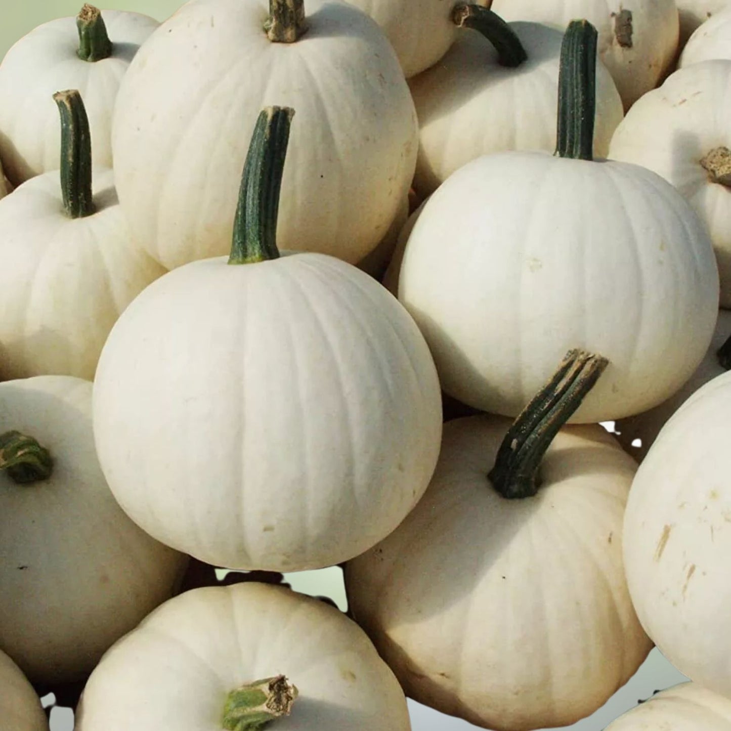 Snowball Pumpkin Seeds 10 Count 2 Pound White Varieties Cucurbita pepo for Planting