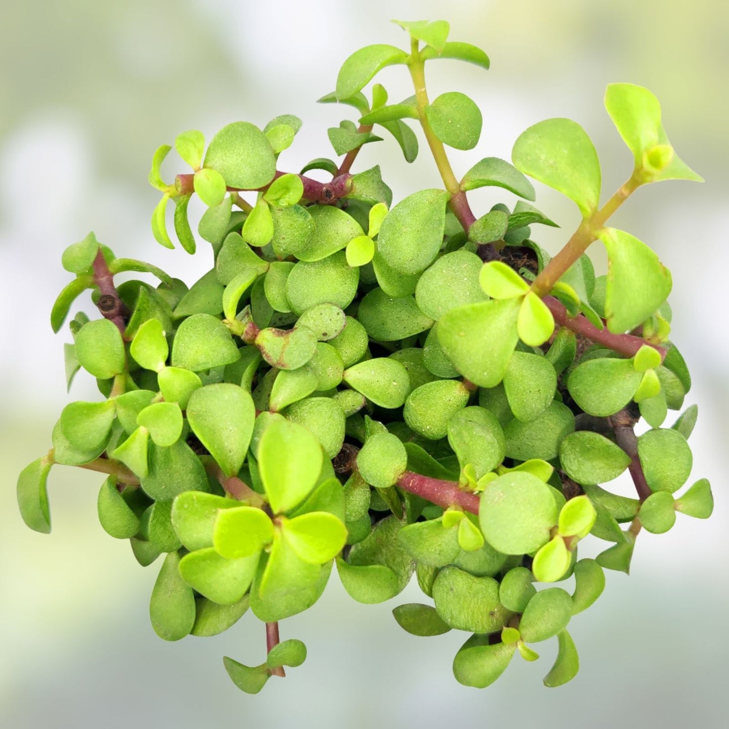 Dwarf Jade Cuttings 11 Pack Green/Red Stem Elephant Bush Portulacaria Afra Succulent Plant