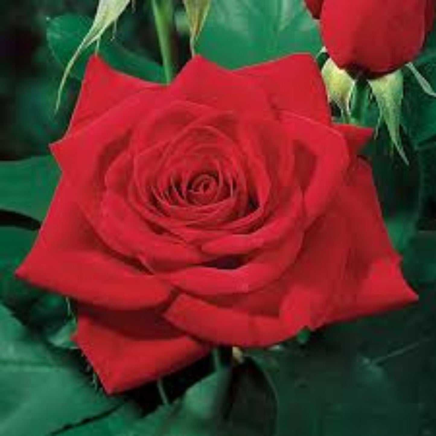 Red Rose Bush Live Plant, Olympiad Variety, Rosa hybrida, AARS Winner 1984, 1-2' Shrub