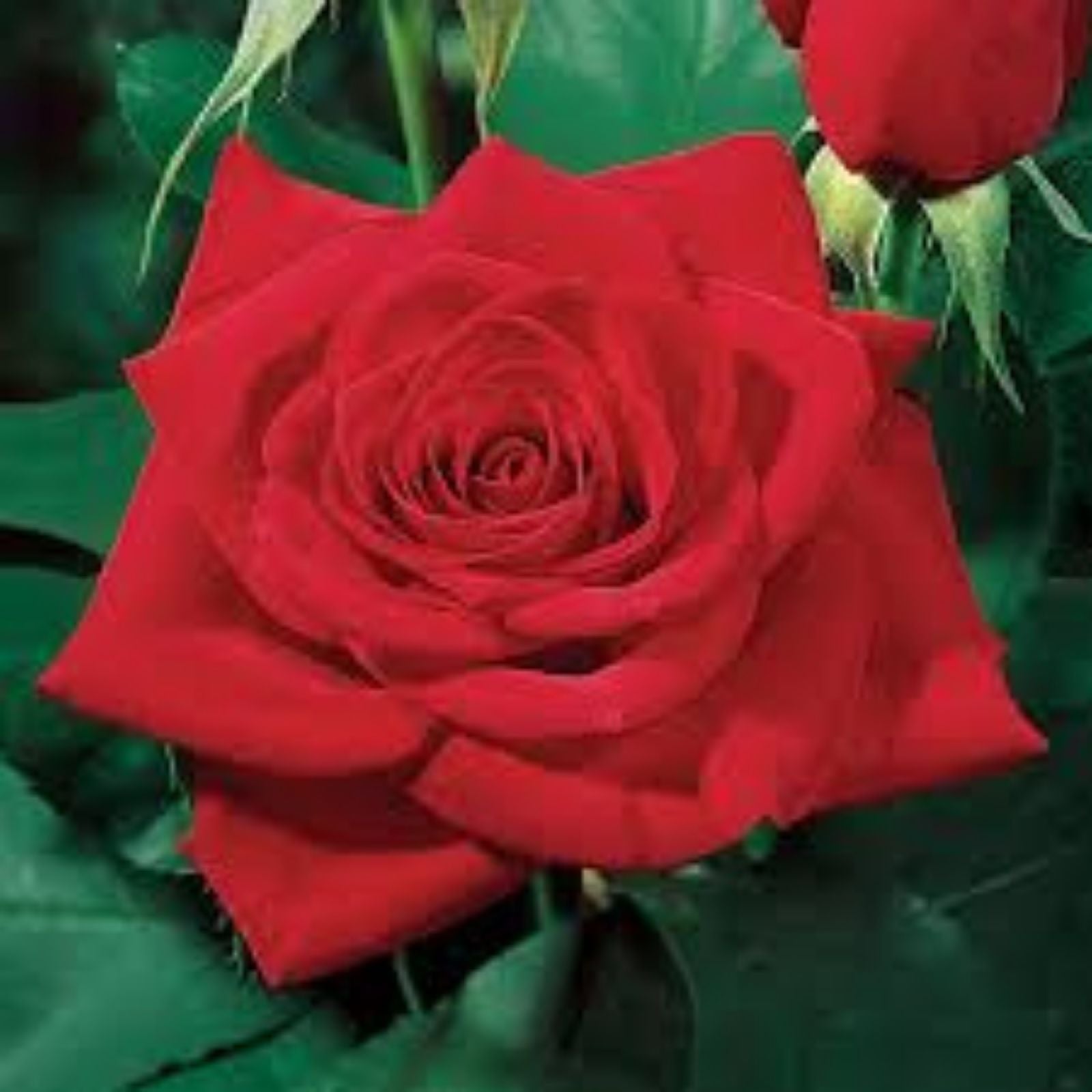 Red Rose Bush Live Plant, Olympiad Variety, Rosa hybrida, AARS Winner 1984, 1-2' Shrub