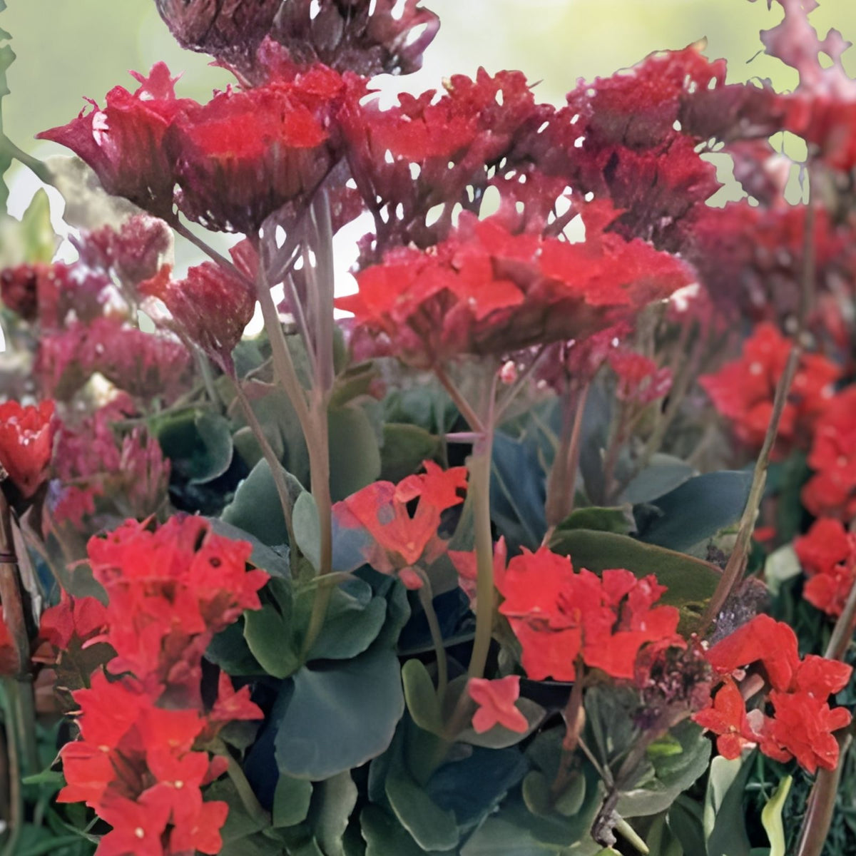 Organic Kalanchoe Cuttings 3-Pack | Orange Florist Succulent Kalanchoe blossfeldiana Plant