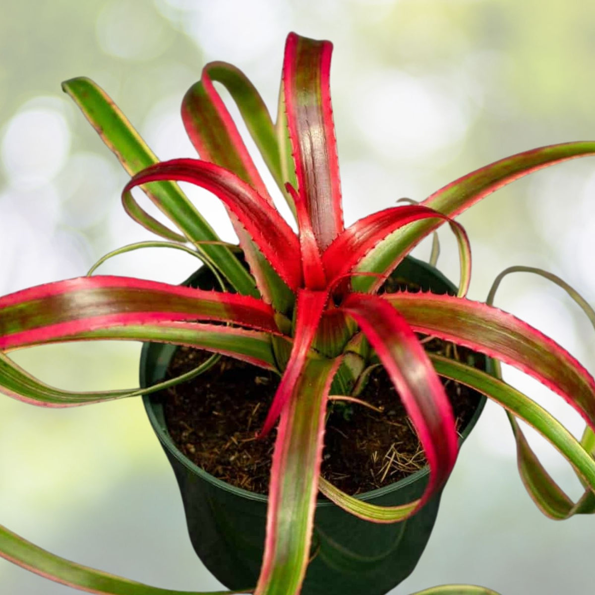 Rare Variegated Bromeliad Plant - Neoregelia Hylaeaicum Pendula - Green & White Epiphytic Tropical Houseplant from Ecuador
