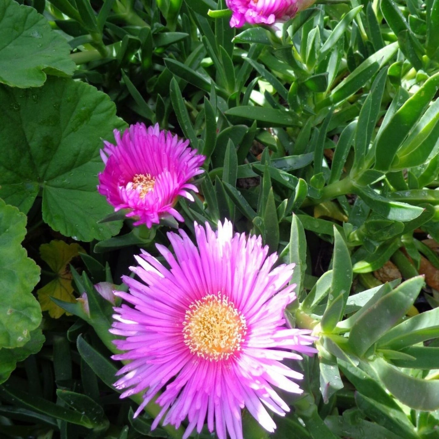 Ice Plant Cuttings - 6 Fresh Succulent Cuttings, Purple Pink Color, Ground Cover, Delosperma spp.