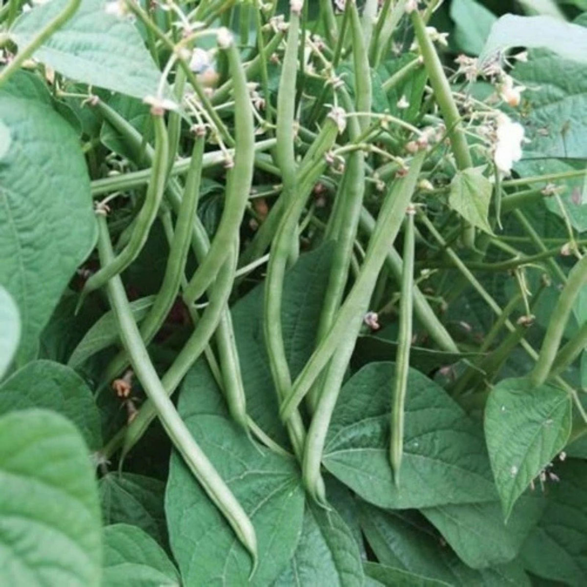 Top Crop Bush Bean Seeds, Heirloom Variety, Edible Pods, Phaseolus vulgaris, 20+ Seeds for Fresh or Cooked Recipes