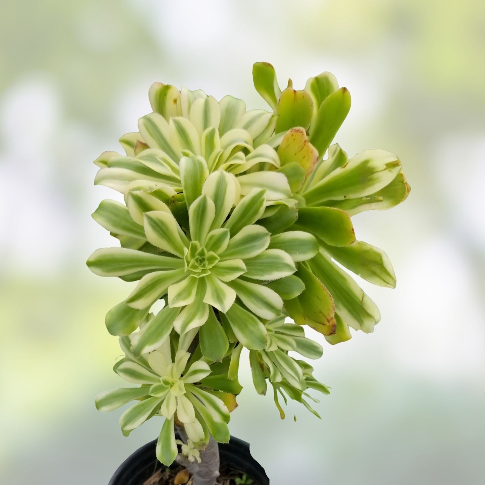Aeonium Cutting - Variegated Rosette Sunburst - Succulent Plant - Aeonium Luteovariegatum