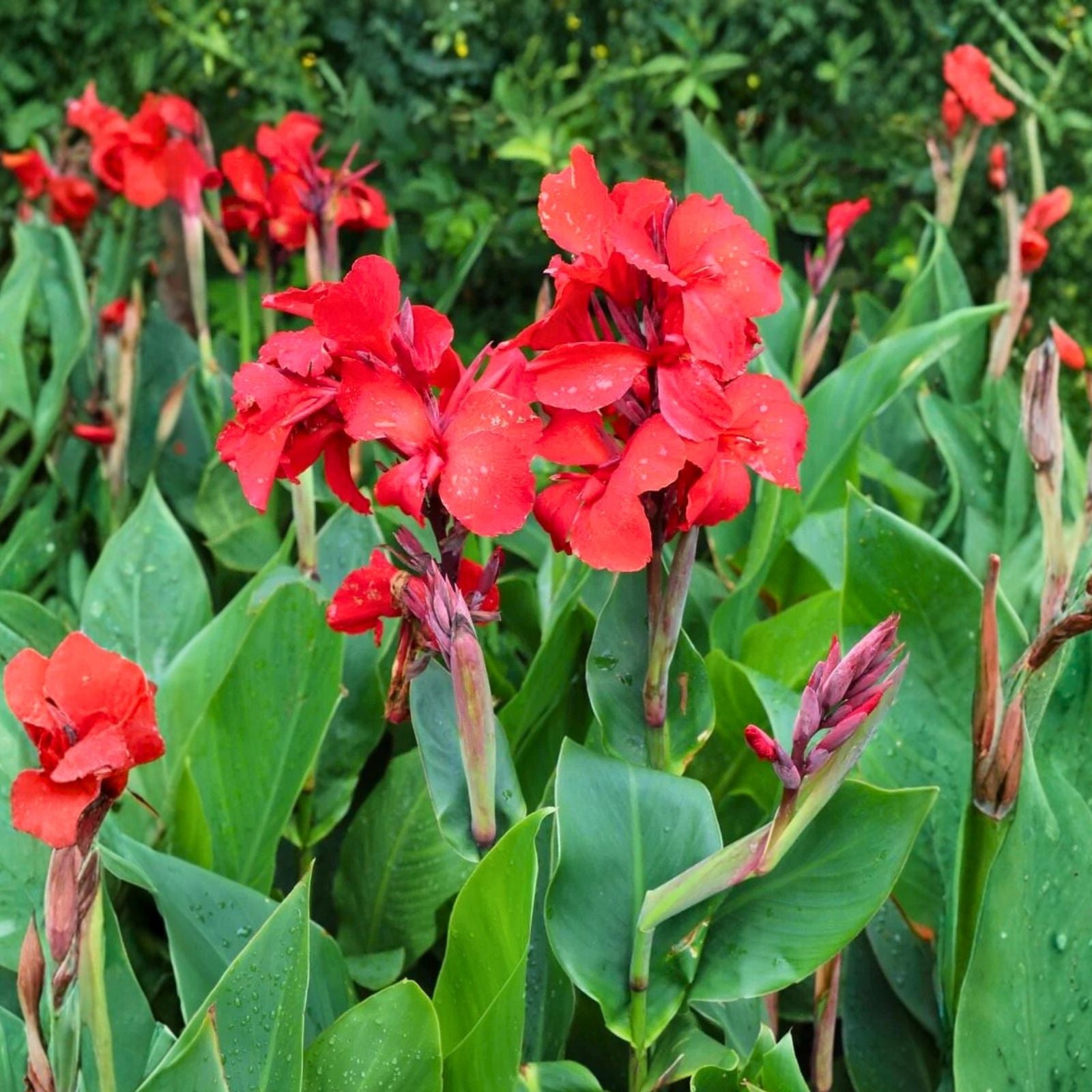 Canna Lily Tuber Bulbs 4 Pack Big Red Tropical Green Foliage Organic
