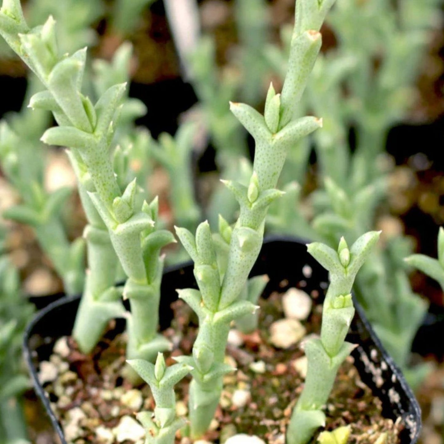 Ruschia Uncinata 'Doringvygie' Succulent Live Plant 2 Inch - Low Maintenance Indoor Outdoor Decor