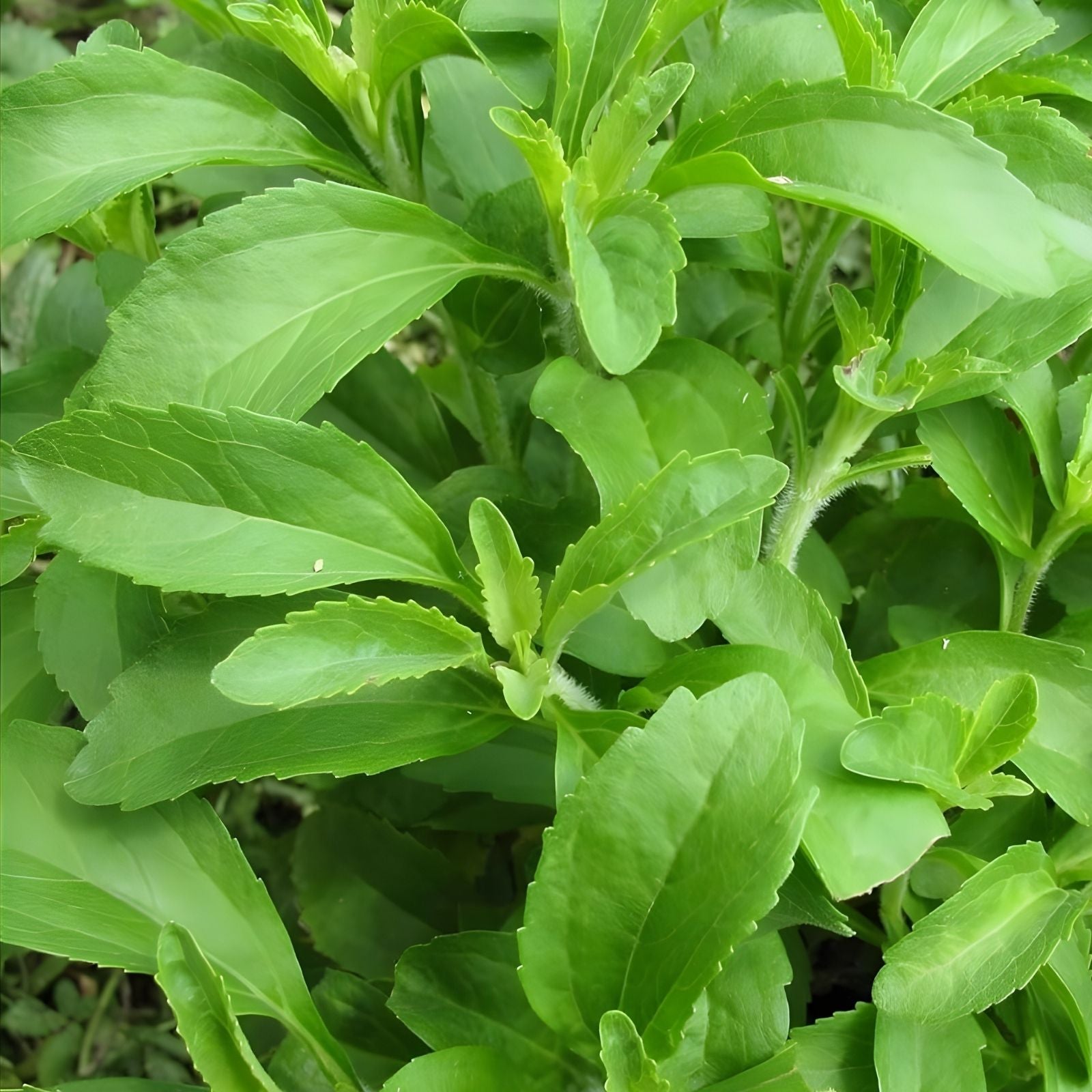 Stevia Herb Plant Seeds 100 Pack | Natural Sweetleaf Stevia (Stevia rebaudiana) for Planting, Organic, Non-GMO