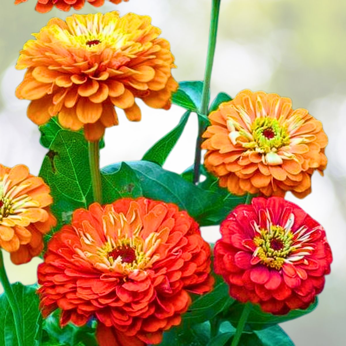 Zinnia Seeds - 200 Non-GMO Orange King Double Variety for Songbirds, Butterflies, Hummingbirds - Perfect Garden Flowers
