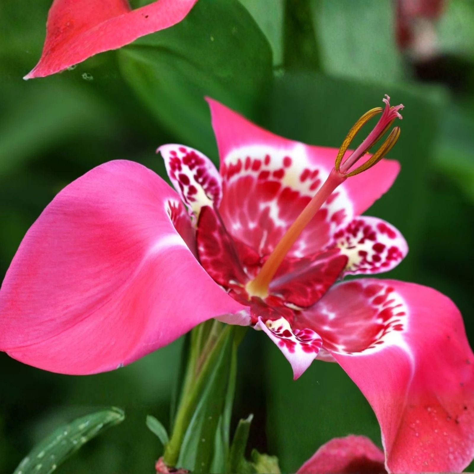 Tigridia Bulbs 5-Pack Purple Tiger Flower Tigridia pavonia Lilacea Mexican Shellflower Perennial Plant