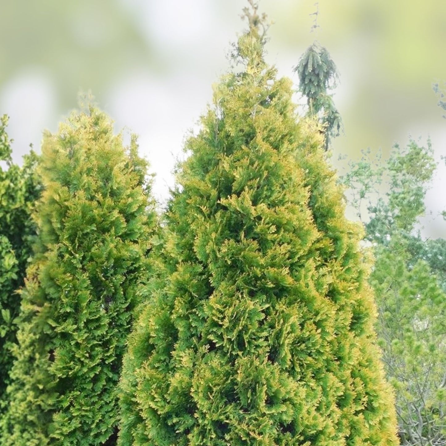 American Arborvitae Tree Seeds 50 Count | Thuja occidentalis | Landscaping, Evergreen, Garden, Shrubs