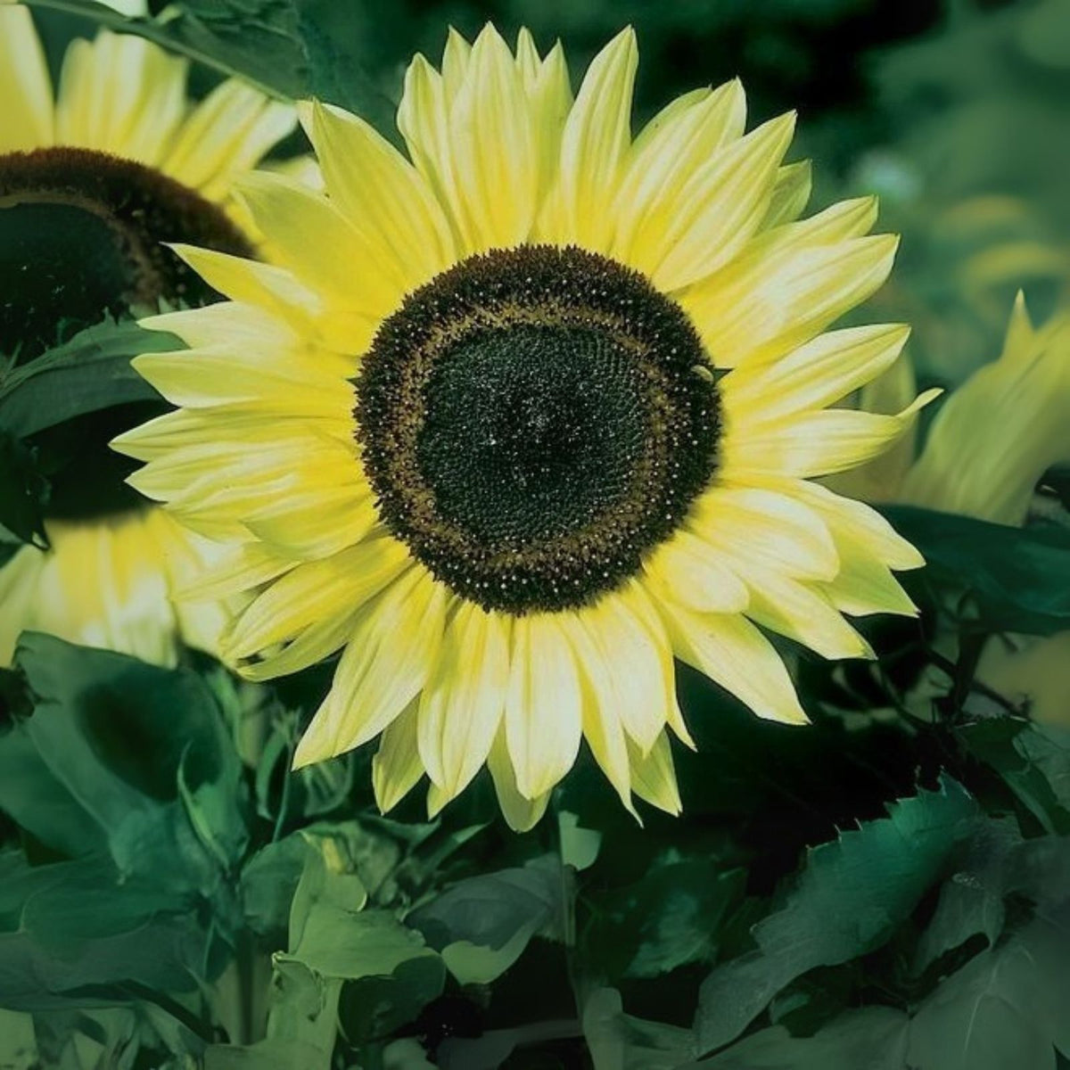 Lemon Queen Sunflower Seeds - 100 Pack - Helianthus annuus - Perfect for Planting and Garden Decoration