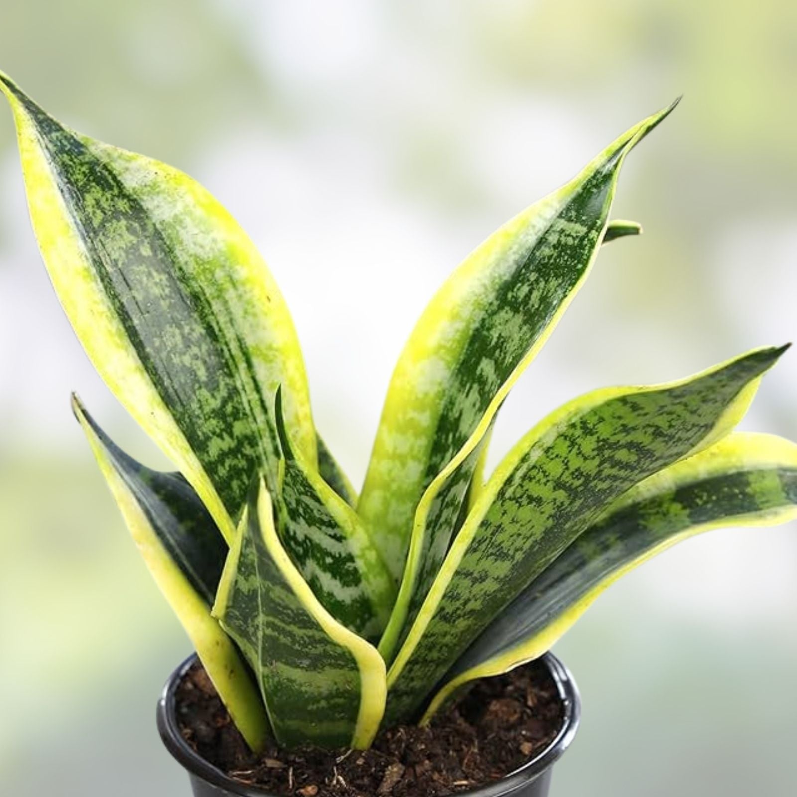 Sansevieria Lancia Cuttings – Rare 3 Rooted Snake Plant Indoor Houseplant – Sansevieria Trifasciata Variegata