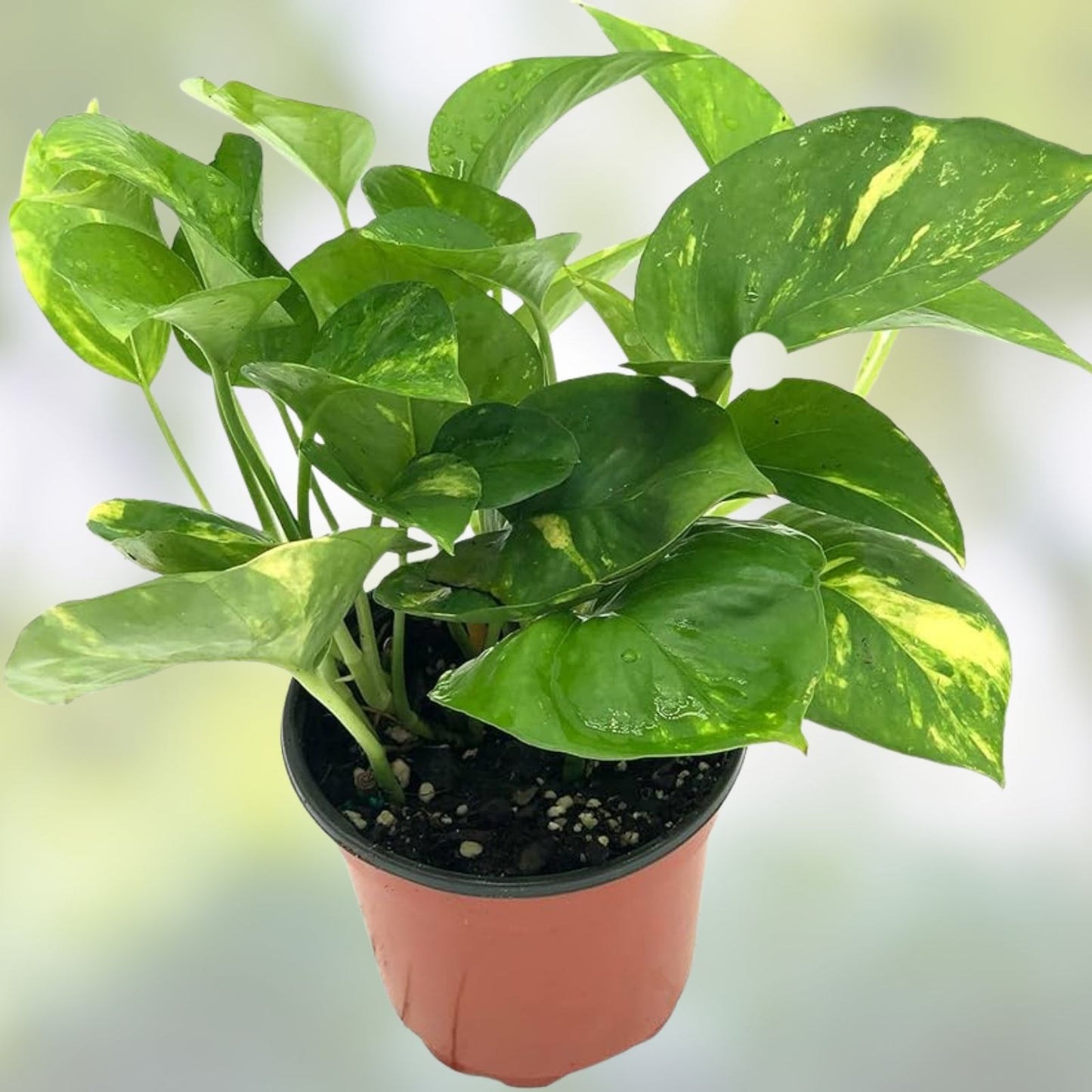 Live Pothos Cuttings 6 Pack - Rooted Green Indoor Plants Epipremnum aureum, Houseplant, Easy Care, Low Maintenance