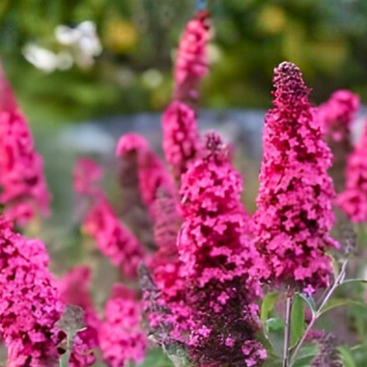 Butterfly Bush Seeds 250 Count Fragrant Variety Buddleia davidii Flower Garden Perennial Plant