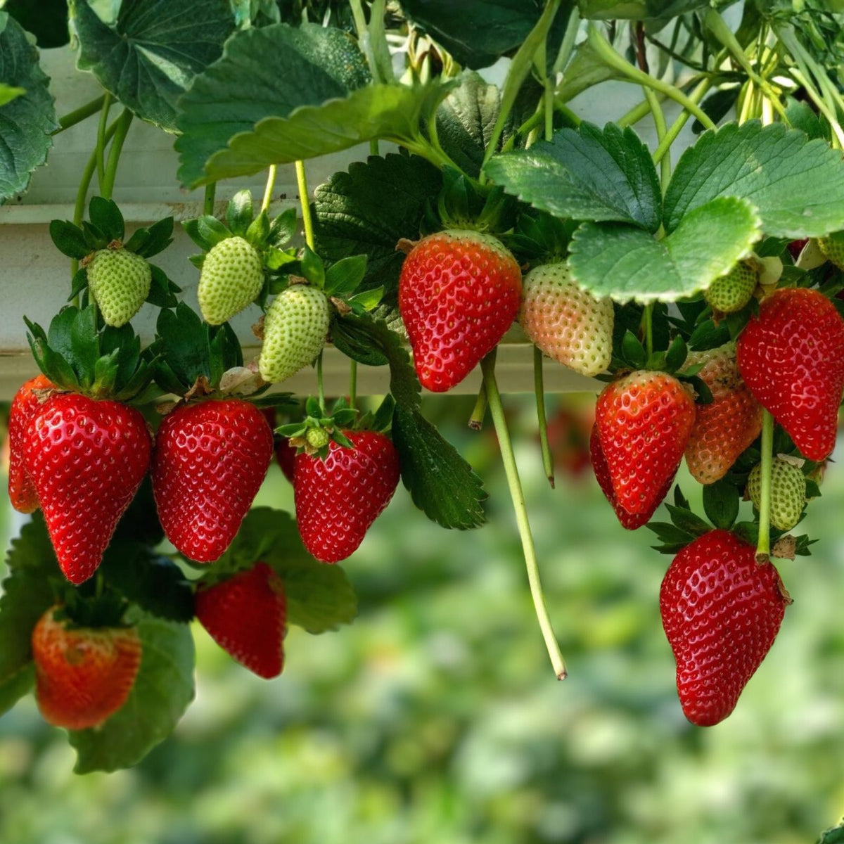 Junebearing Strawberry Plants - 5 Bare Root High-Yield Sweet Berries - Fragaria x ananassa