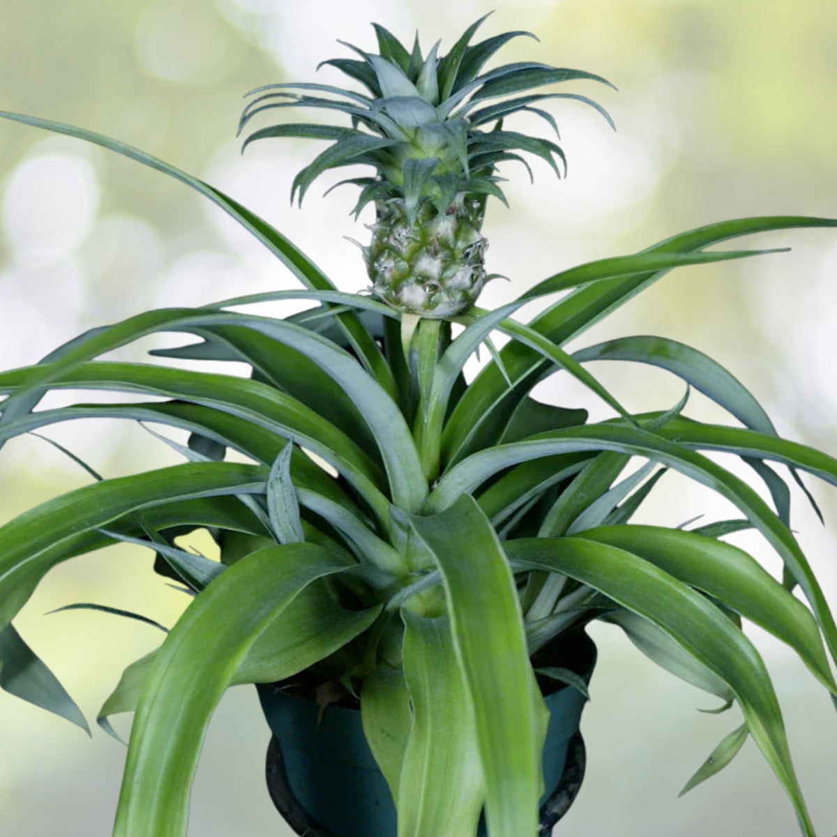 Bromeliad Plant 6" Mini Me Ananas | Tropical Houseplant | Ornamental Bromeliad | Indoor Garden Plant
