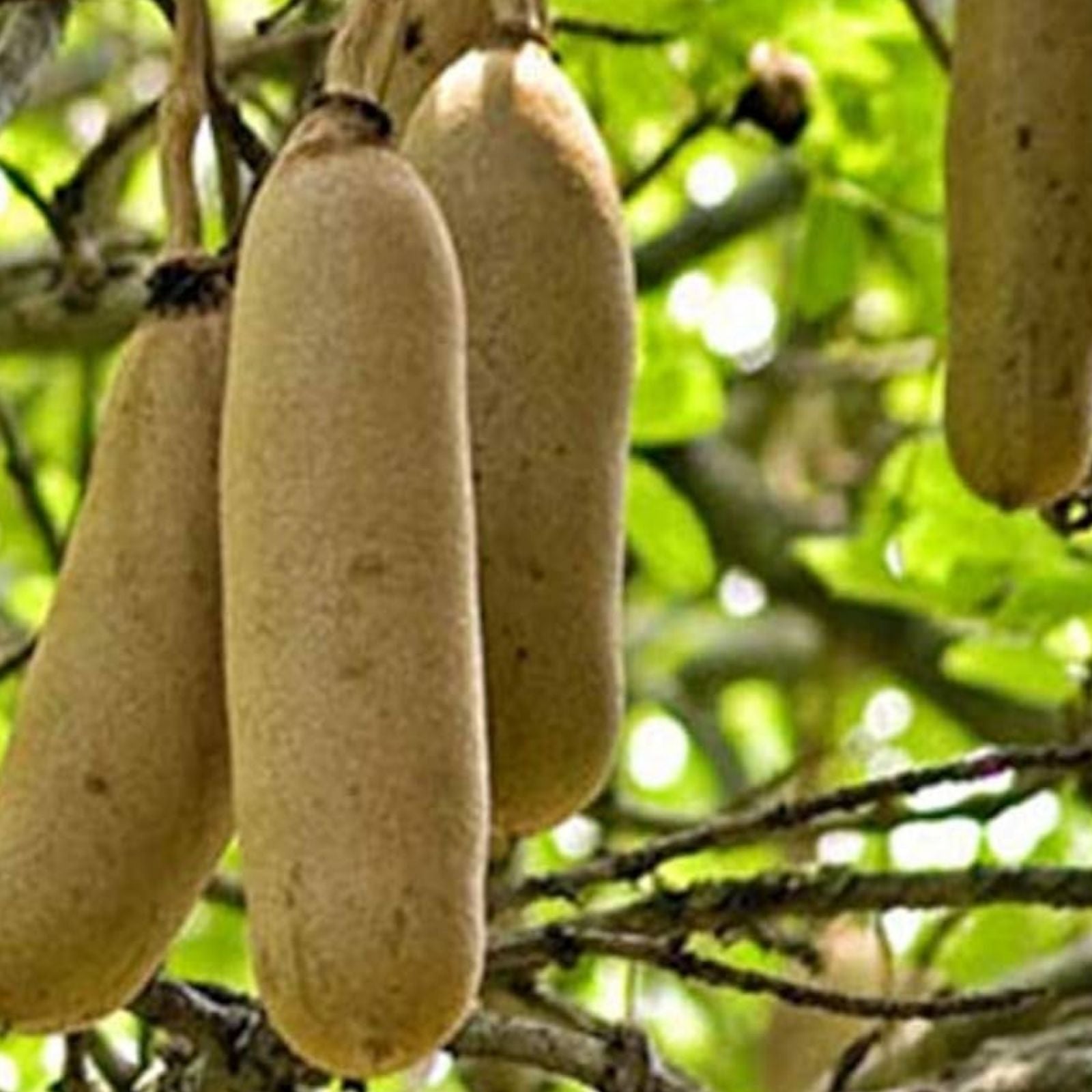 Sausage Tree Seeds 10 Pack Kigelia africana African Tree Seeds for Gardening and Landscaping
