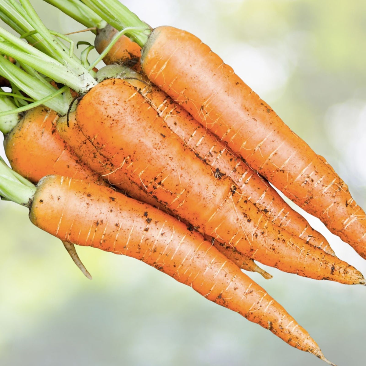 Imperator Carrot Seeds | Heirloom NON-GMO | Fresh Garden Seeds | Daucus carota