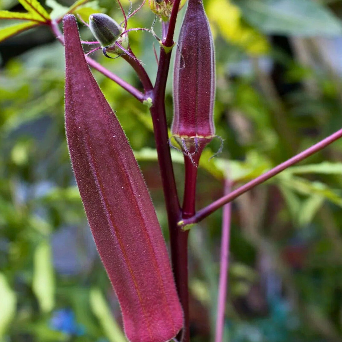Heirloom Okra Seeds - 100 Non-GMO Red Burgundy Vegetable Seeds - Garden Plant Abelmoschus esculentus
