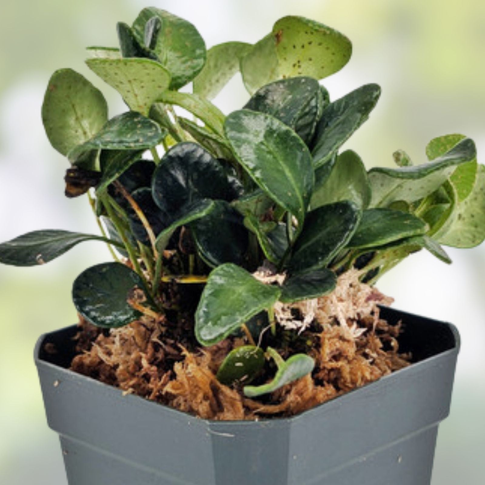 Solanum Ecuador Vine Plant in Pot for Terrarium – Rooted Indoor Houseplant, Live Garden Plant, Green Foliage, Easy Care