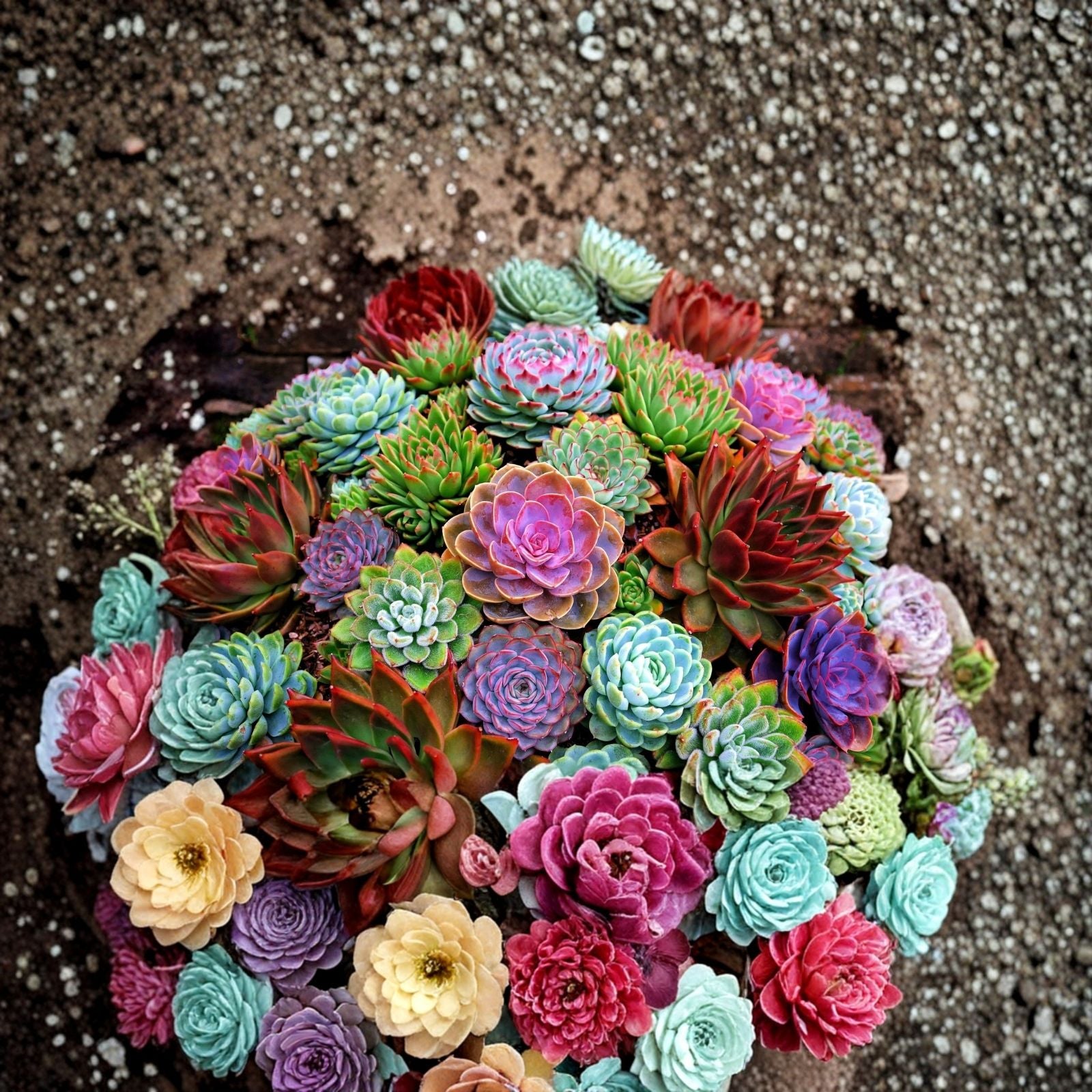Echinopsis Cactus Seeds Mix 50+ Varieties Colorful Flowers Echinopsis spp. Ships from Iowa